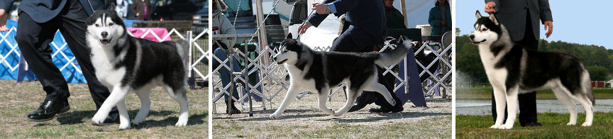 Стандарт сибирского хаски. Купить щенка Вельш-корги-кардиган в семейном питомнике — Ice Fantasy