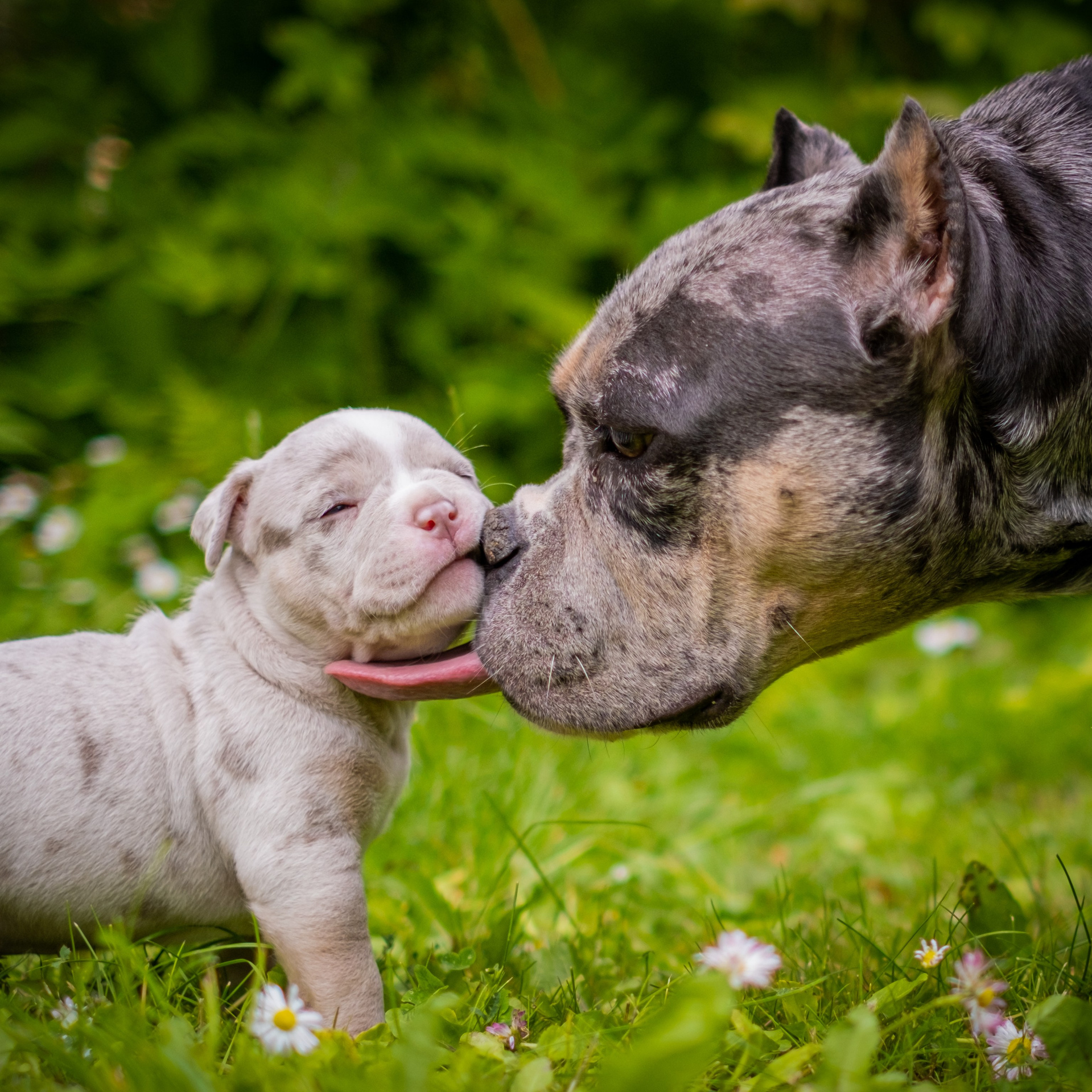 Контакты. Зоофотограф, фотограф животных в Москве и области Дина Дамоцева