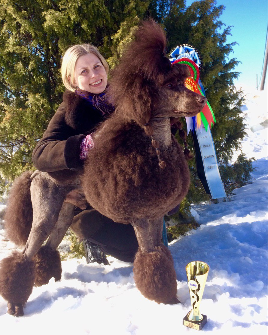 Новости. Питомник Больших Пуделей «Мое Соло»