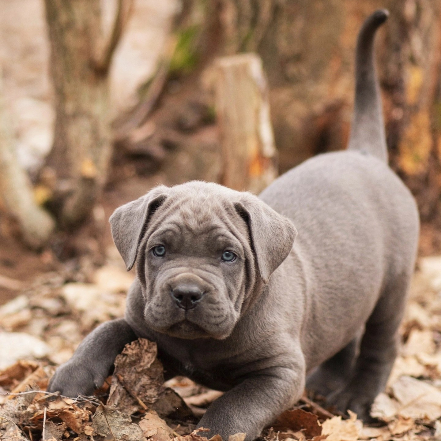 Услуги. Кане Корсо Лайф, щенки породы Кане Корсо, г. Москва