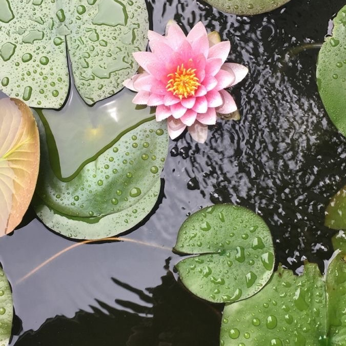 Фото-тур в лотосовые поля. Фотограф в Астрахани • Фото-туры • Виктория Герма