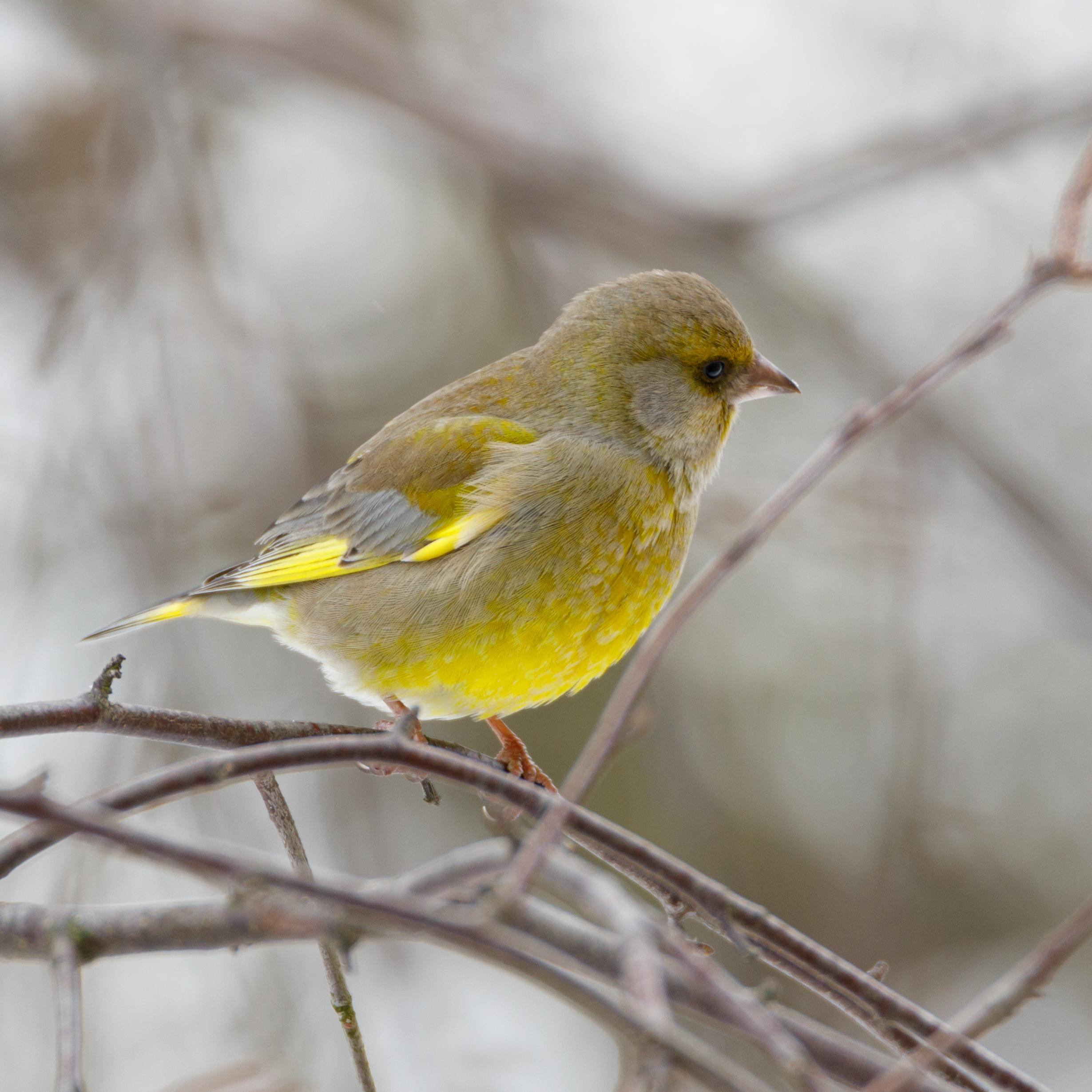 Птицы за моим окном. Фотограф Евгений Стельмах в Молодечно и Минске