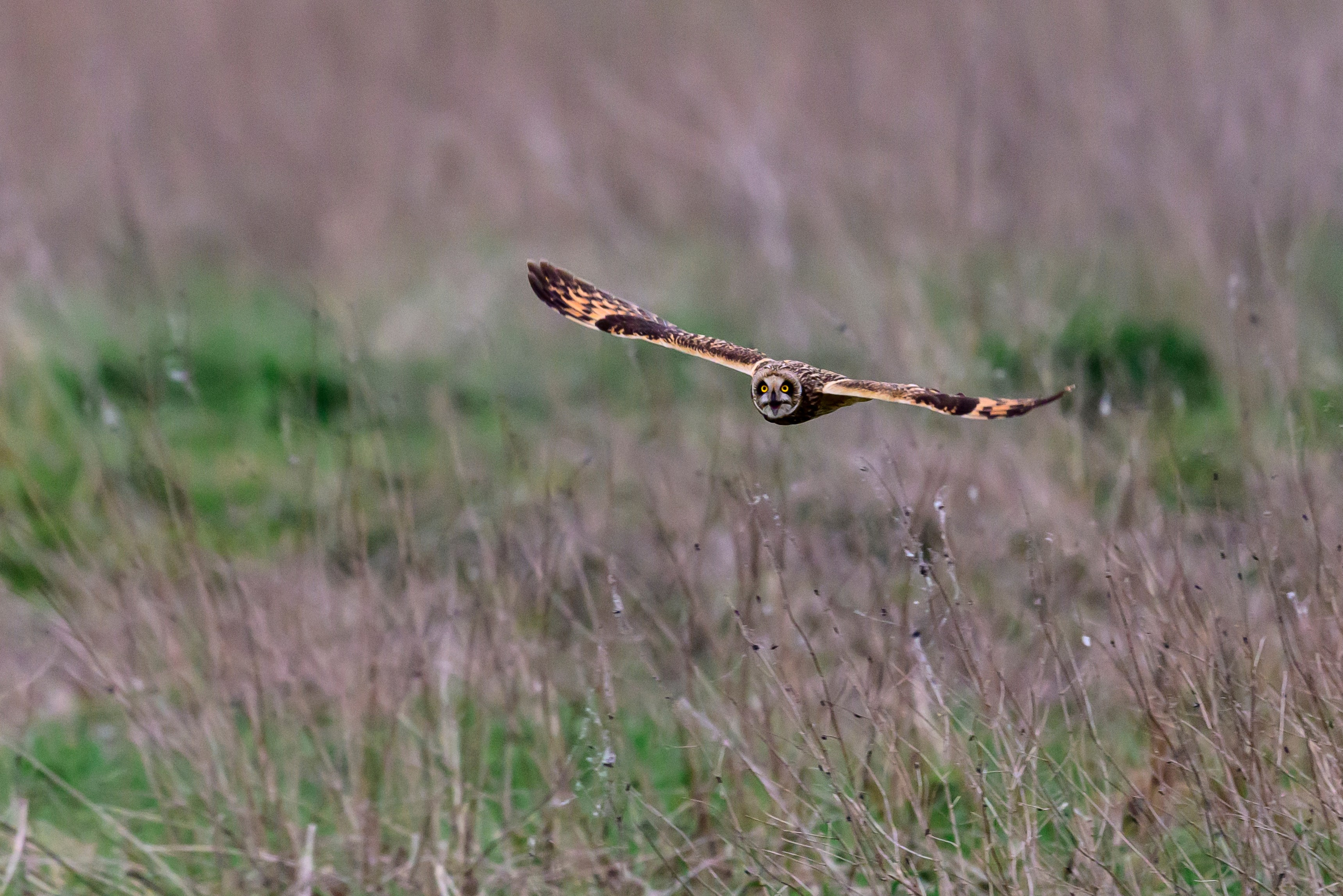 Лунь атакует сову. Фотограф Сергей Пупонин