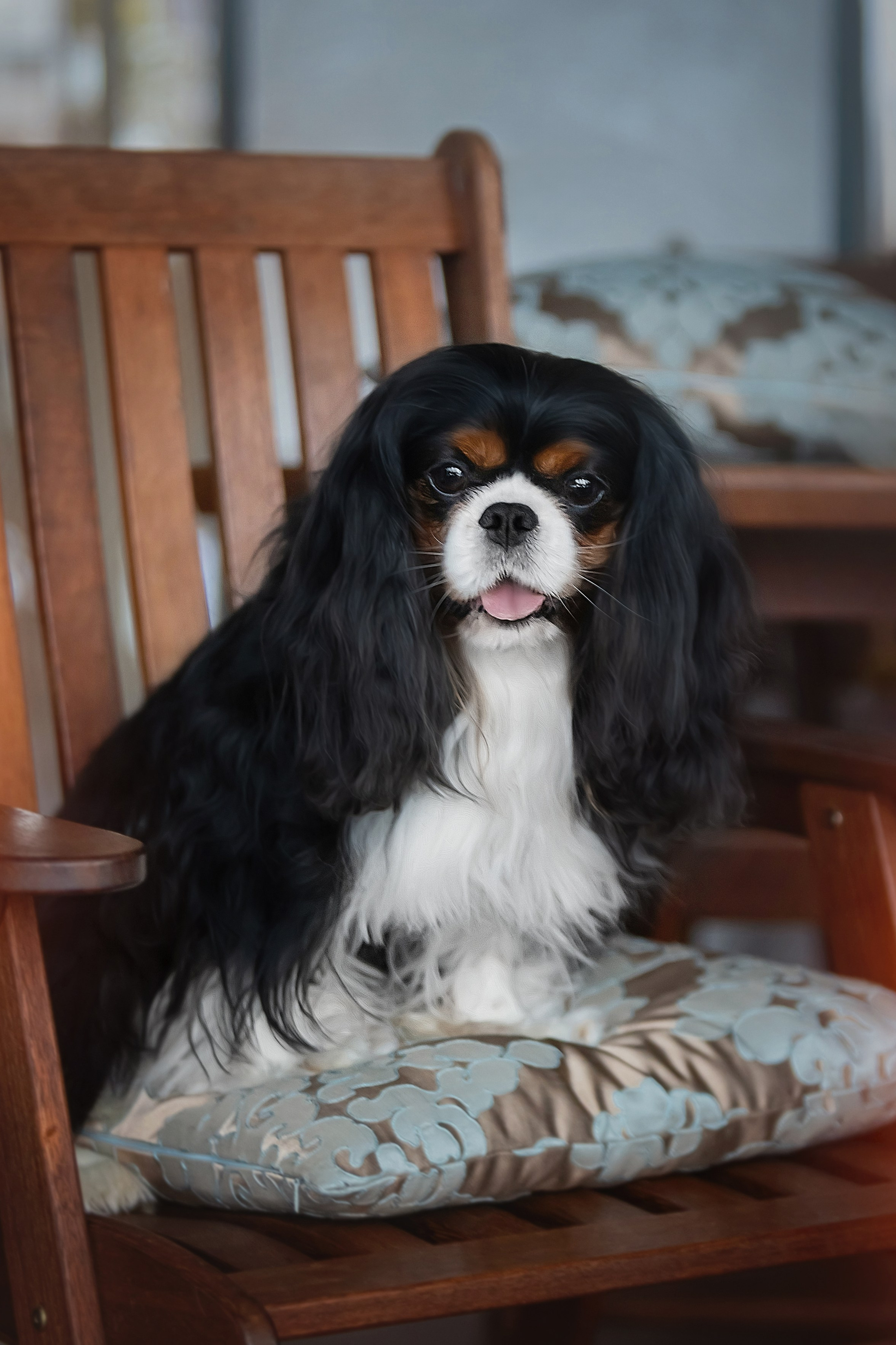 Питомник кавалер кинг чарльз спаниелей