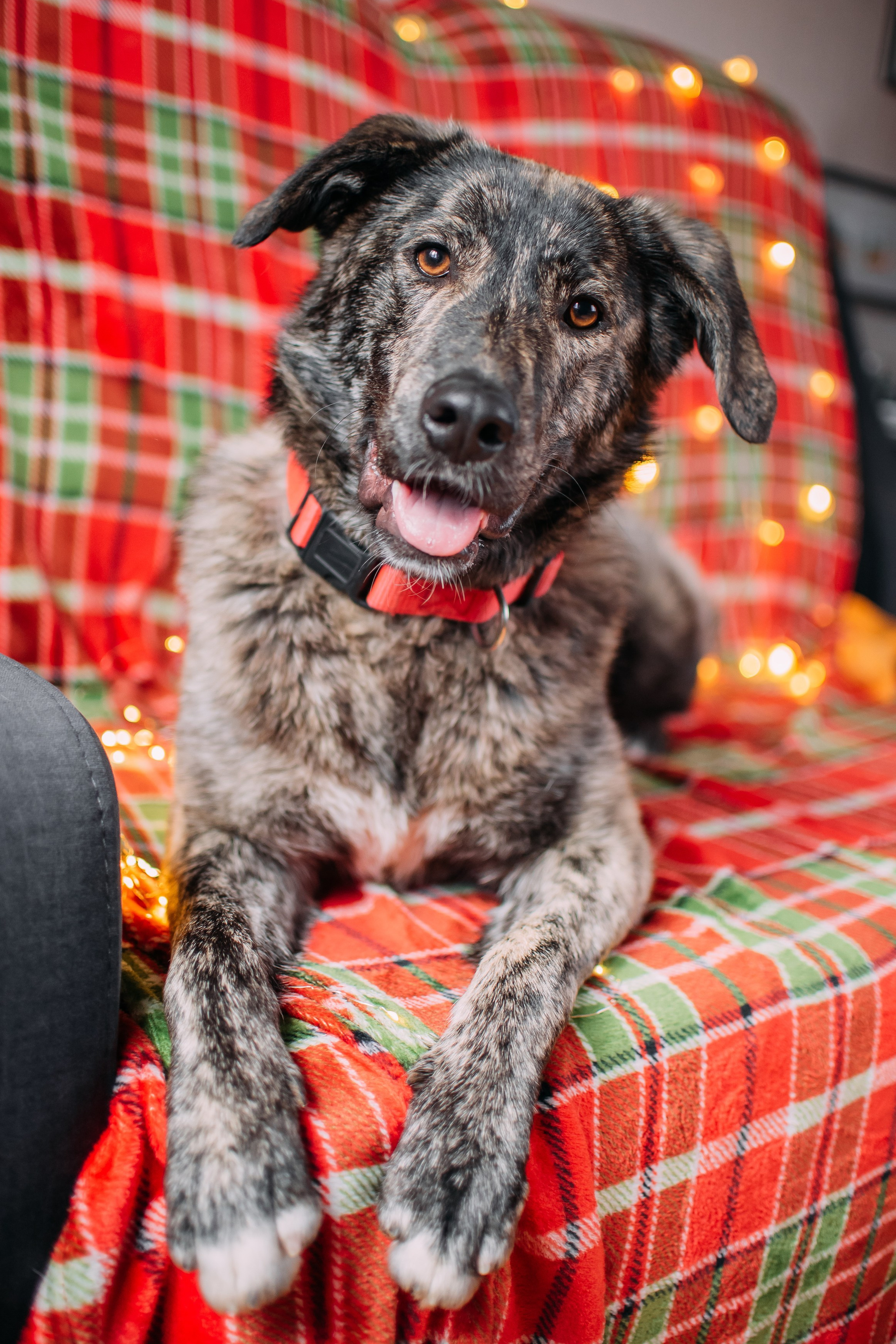 Животные на пристройство. Фотограф-анималист Валерия, Москва, Мытищи