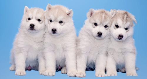 Племенная книга питомника Ice Fantasy. Ice Fantasy kennel: professional breeding of Siberian huskies and wels