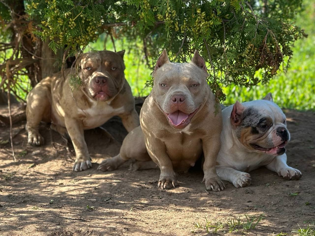 О нас. Питомник американских булли Bounty Pride Bully