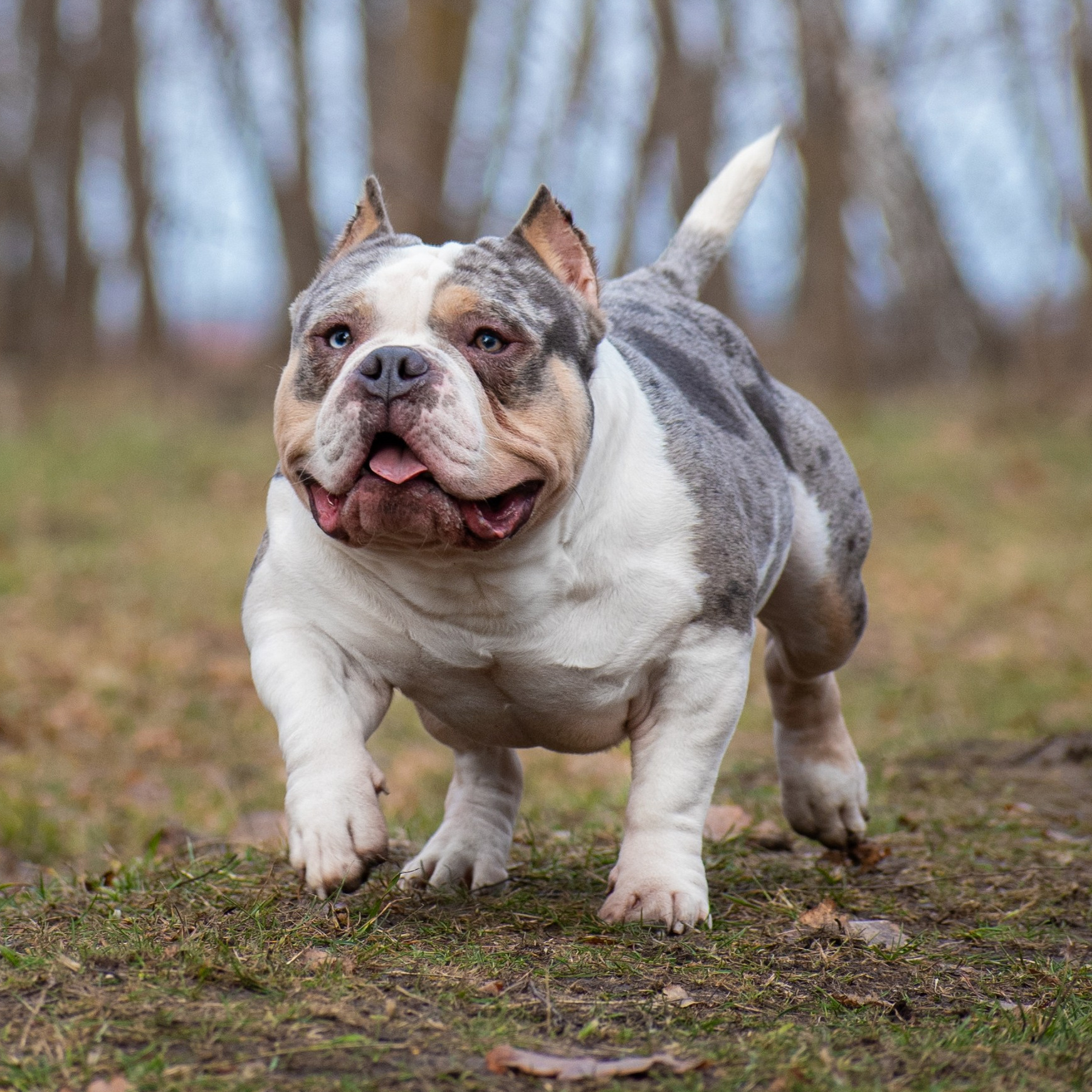 кобель на вязку American Bully в Владивостоке