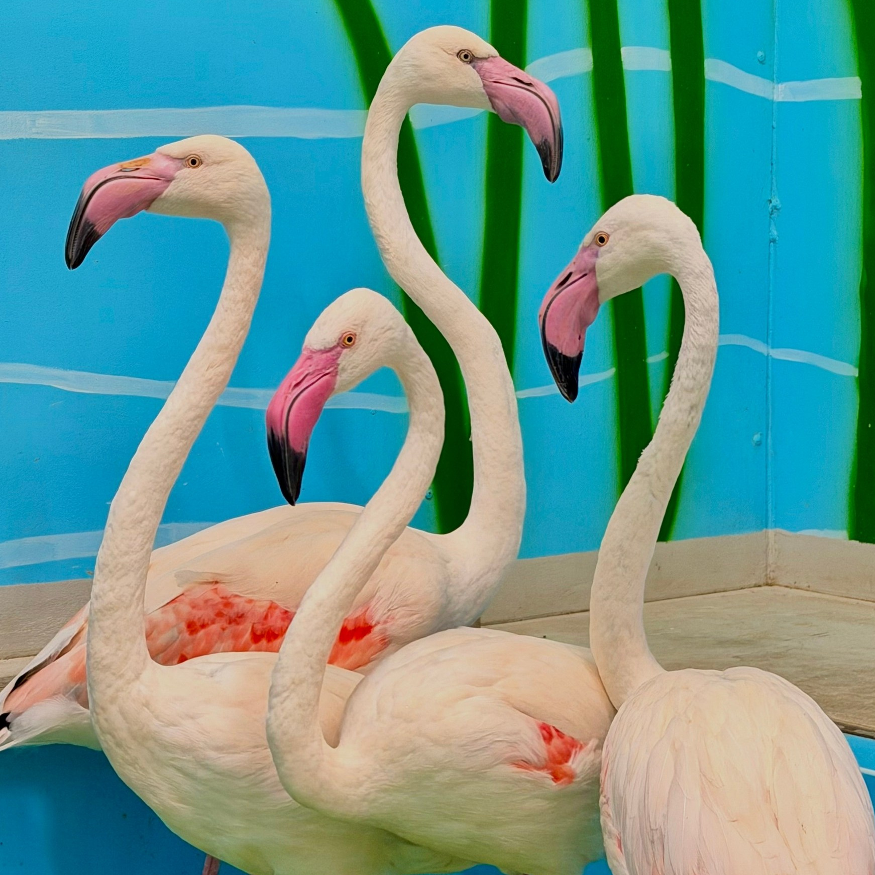 Более 50 видов животных и млекопитающих в зоопарке «Лесная Братва». Капибара, тапир, альпака, мохнатая корова, верблюд. Зоопарк уникальных животных Лесная братва