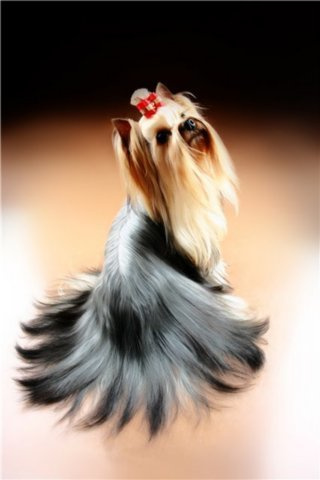 Траволтан Граф Монте Кристо. Питомник Йоркширских терьеров Дэнстайл в Санкт-Петербурге заводчик Тих