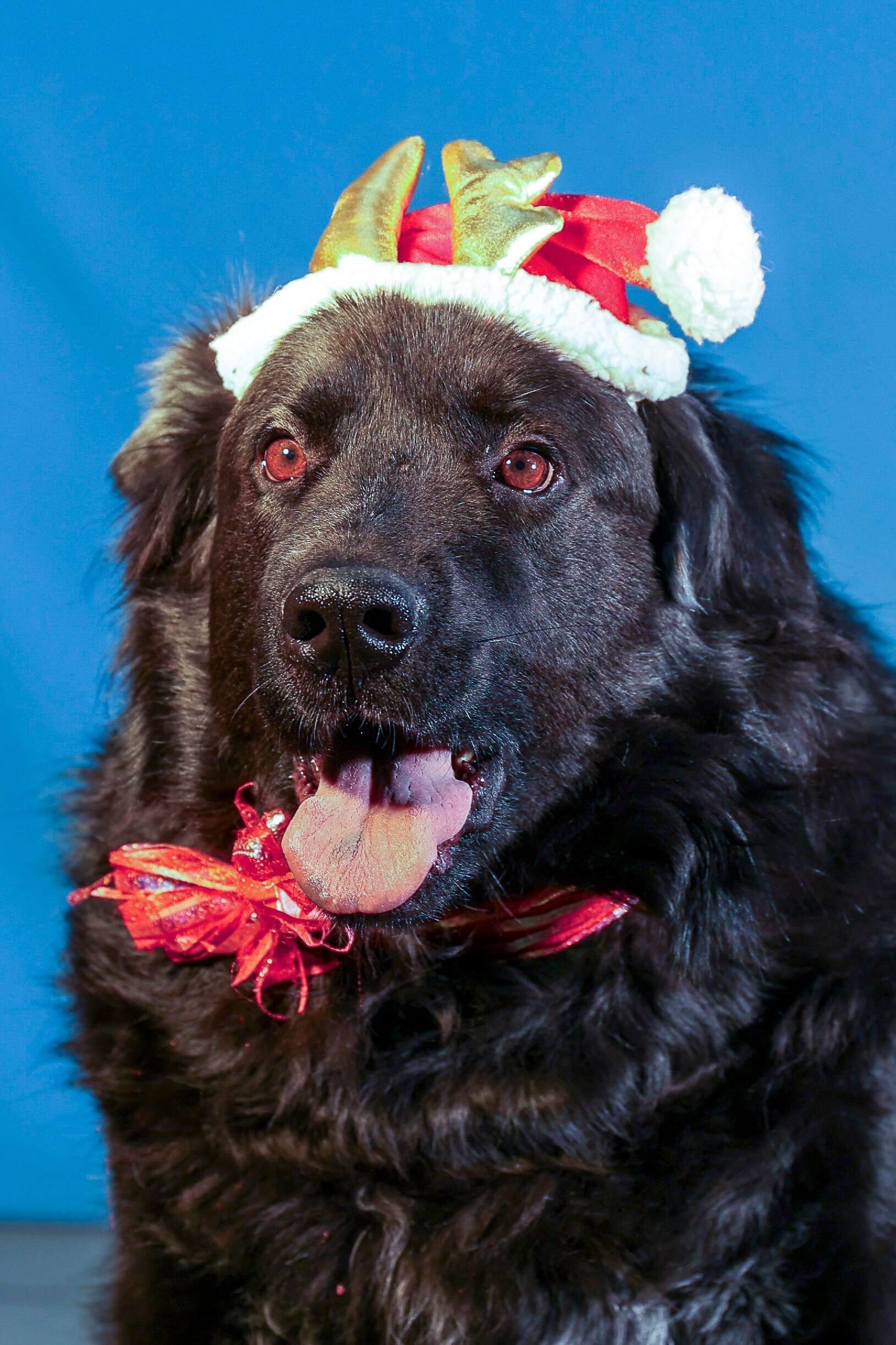 Приют четвероногий АНГЕЛ. Фотограф 📸 семейный, предметный, репортажный
