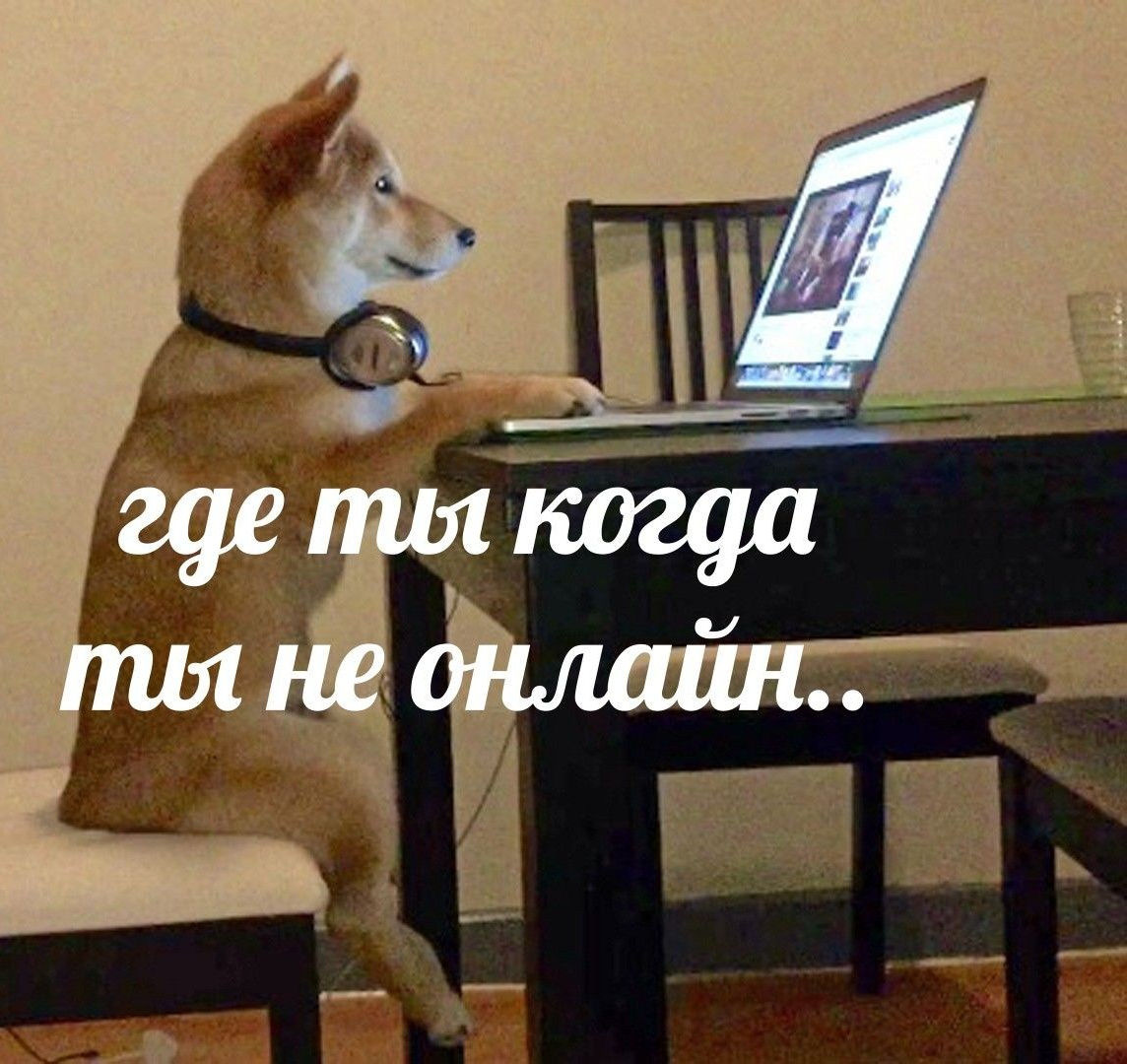 Собака за ноутбуком, форма обратной связи