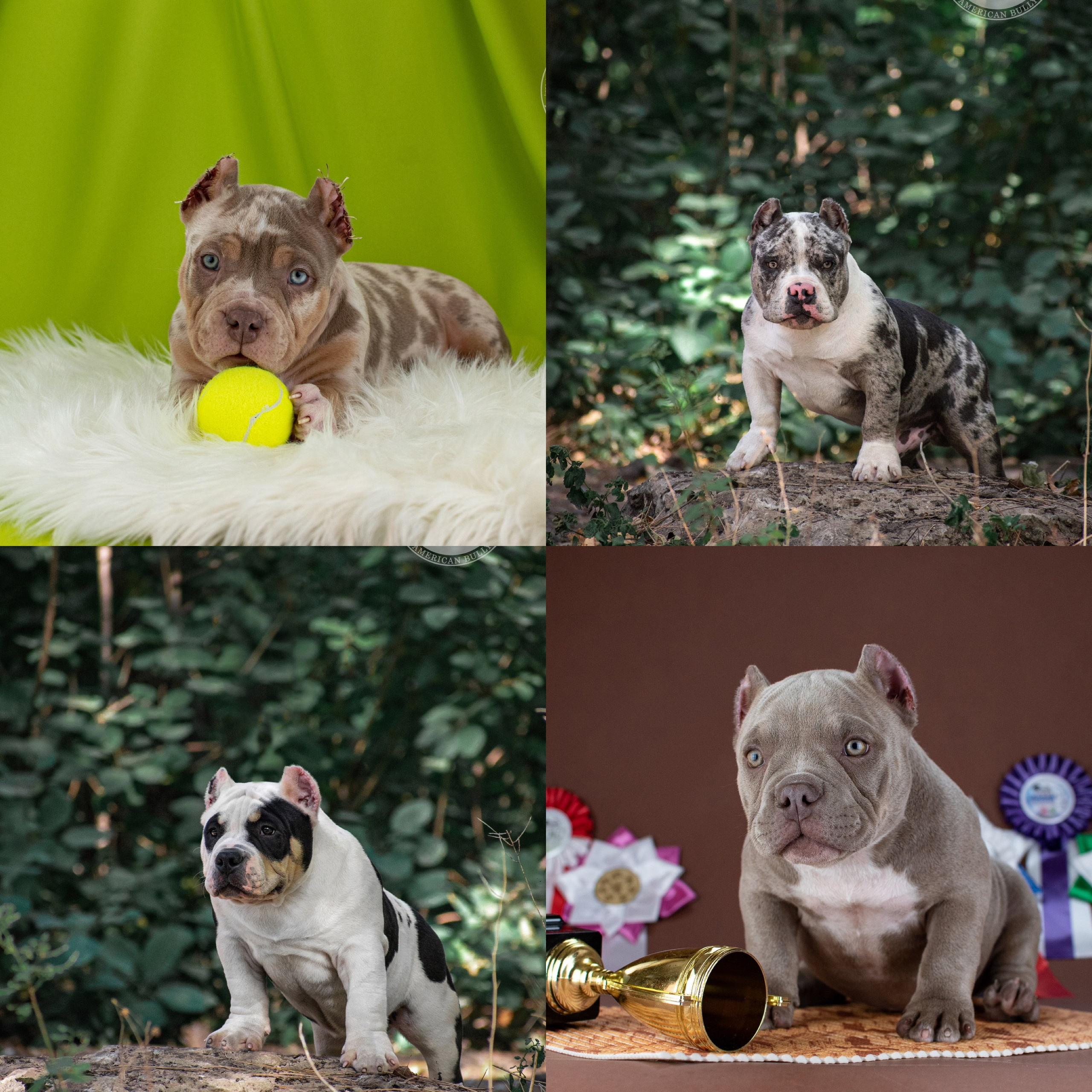 купить американского булли в московской области, американский булли купить в екатеринбурге, американский булли купить в новосибирске, американский булли купить щенка в спб,