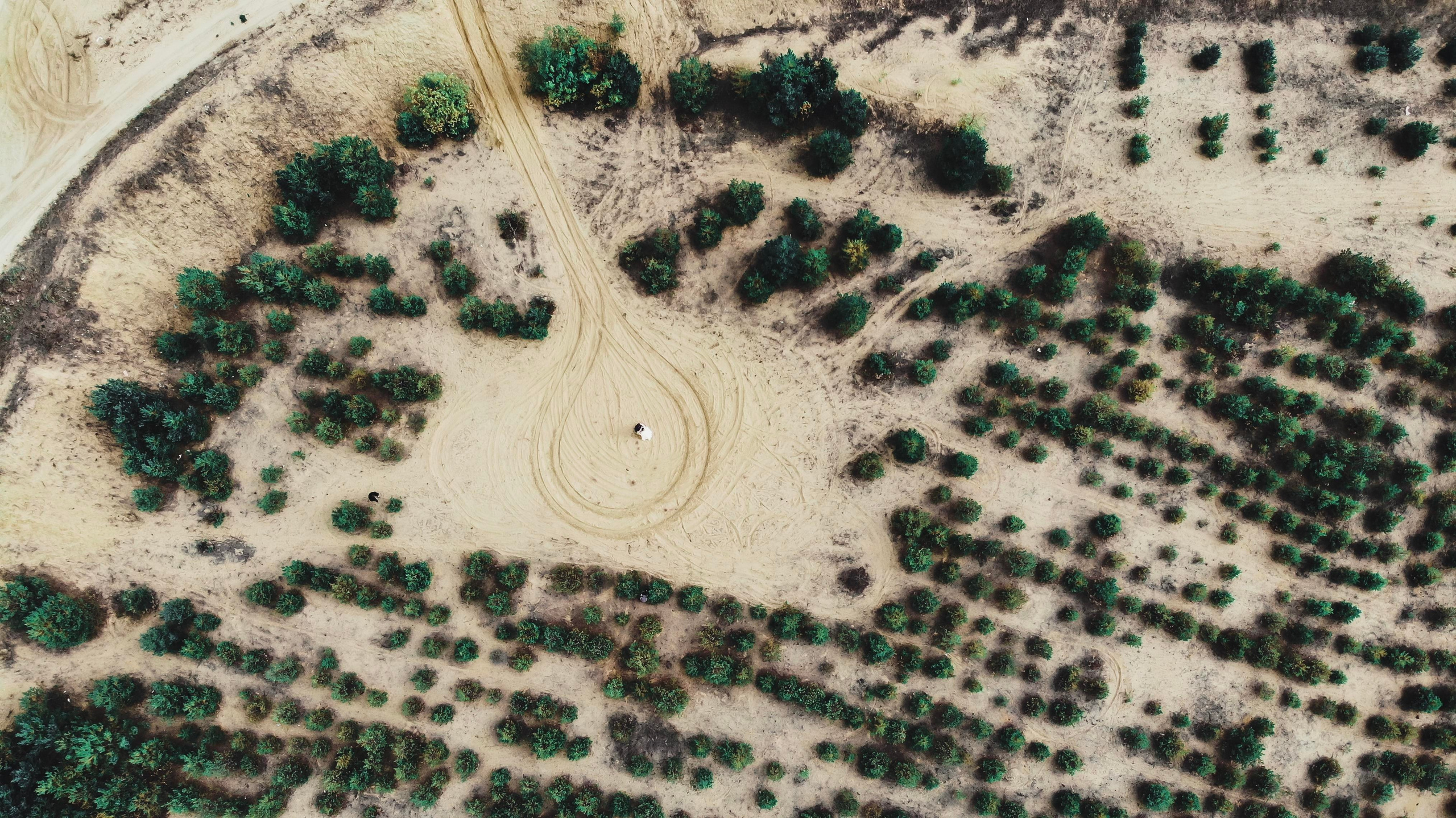 Услуги. Свадебные фильмы и клипы SWEET FILMS