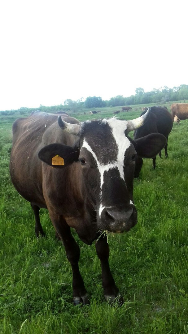 LiveJournal. Главная