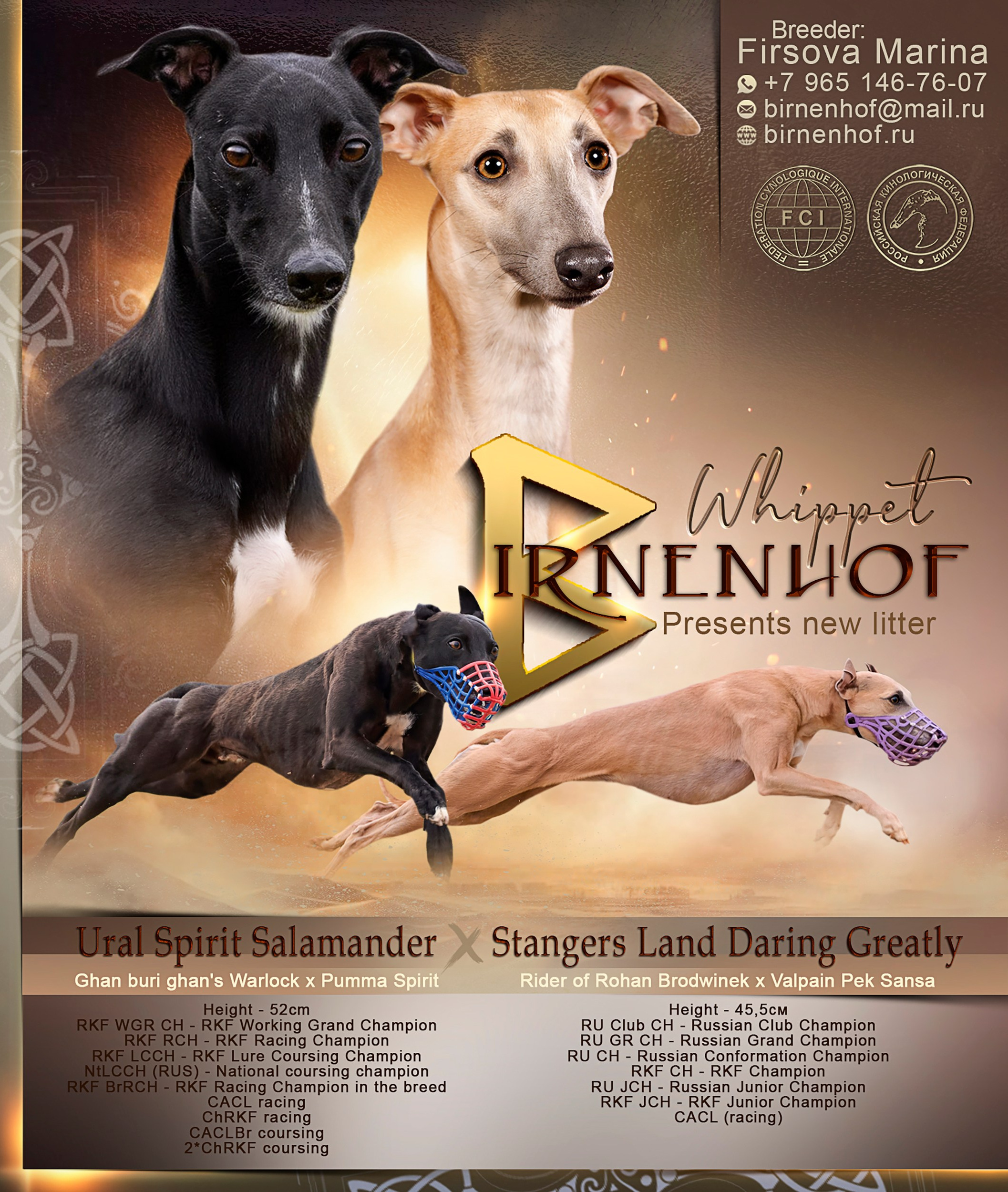 А2-помет. Питомник уиппетов «BIRNENHOF»