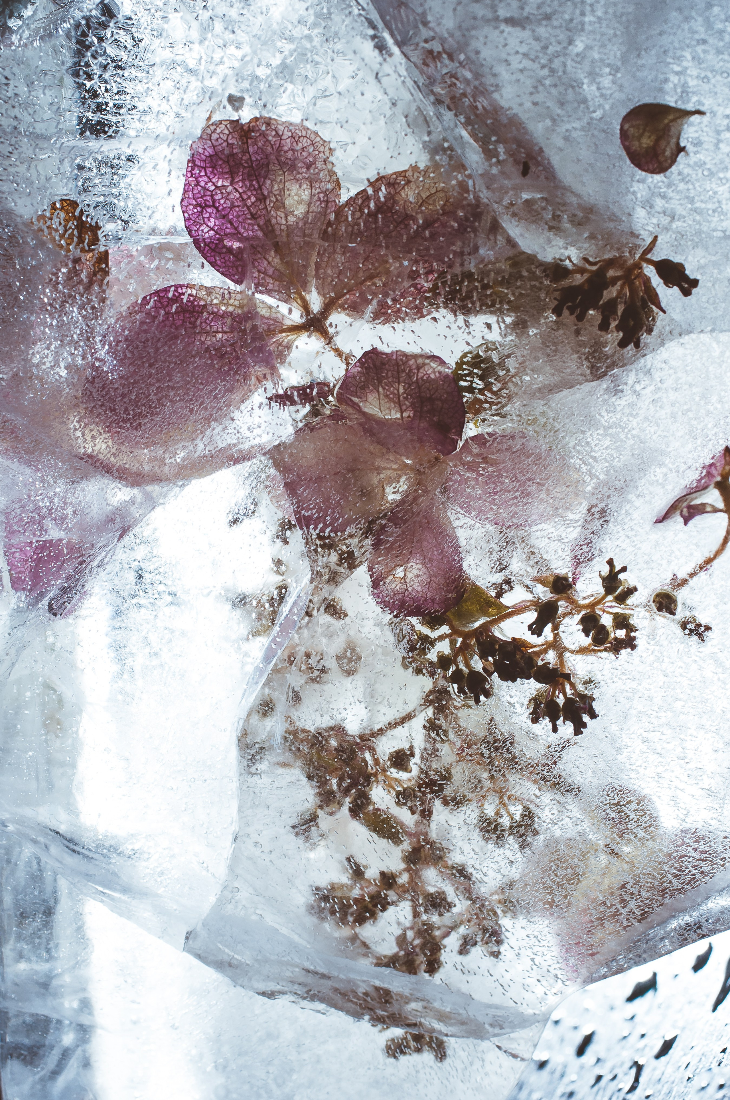 FFF — Frozen Fairy Flower. Фотограф в Санкт-Петербурге Анна Гончар