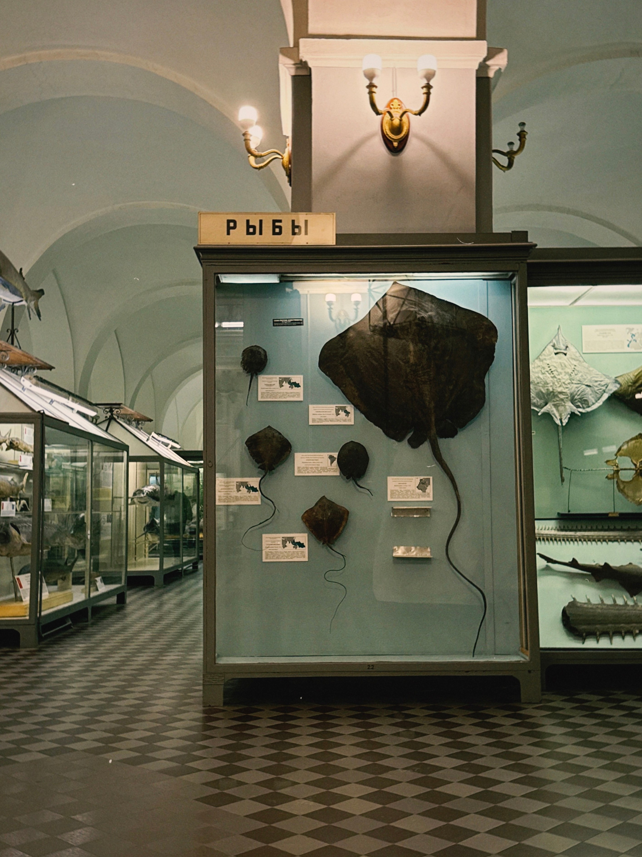 Зоологический музей в Санкт-Петербурге — лучшее время для посещений