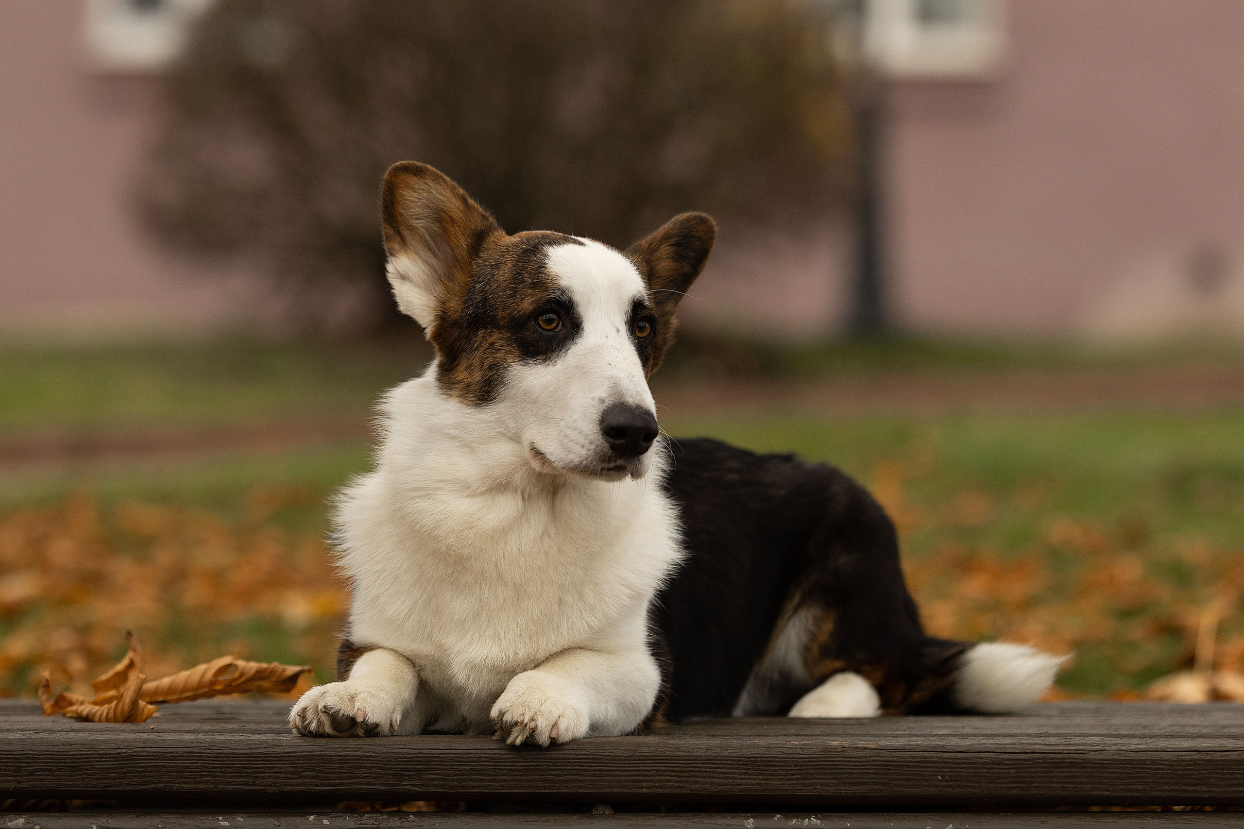 Ice Fantasy kennel: professional breeding of Siberian huskies and wels