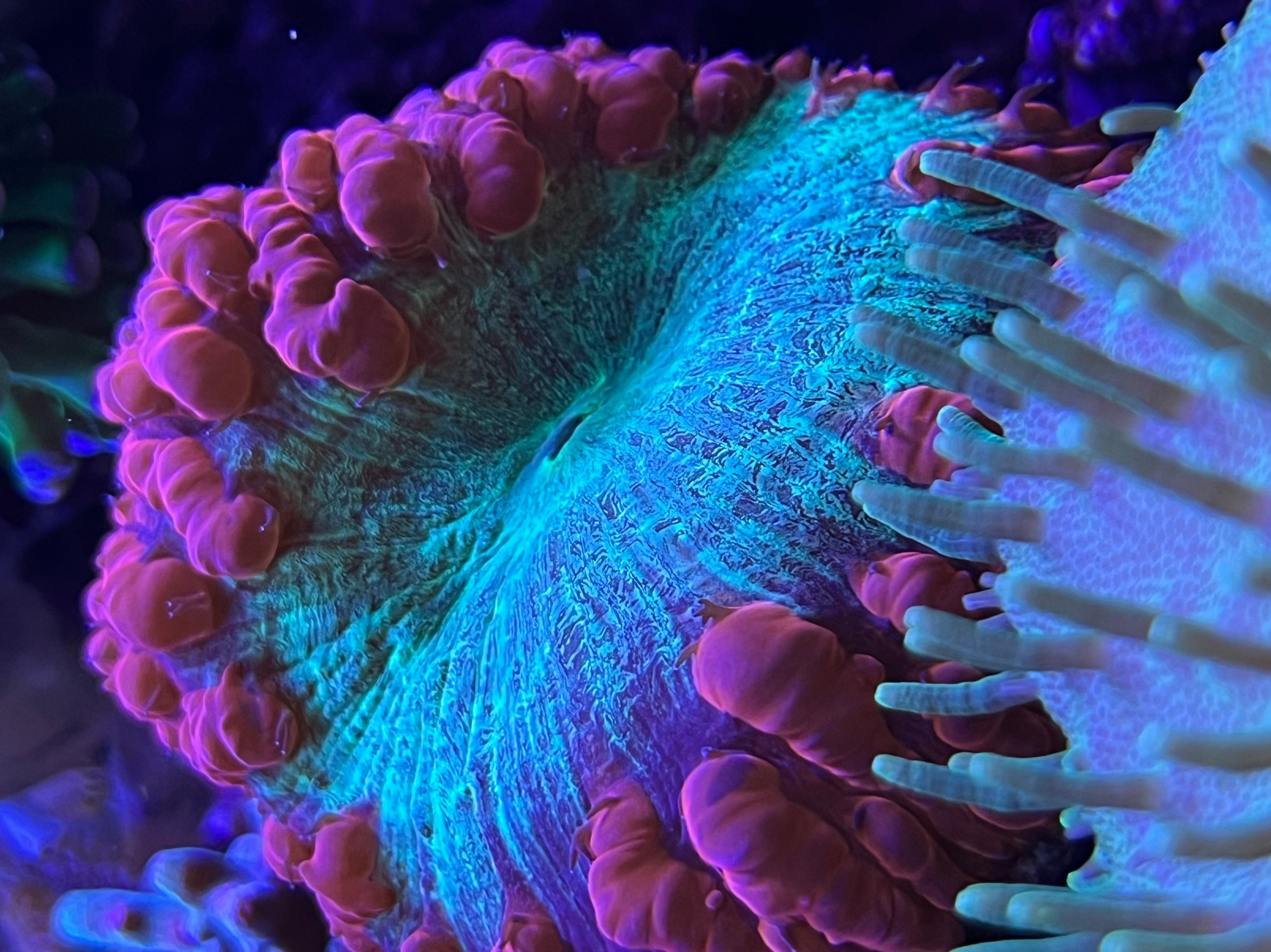 Бластомусса Уэллса. Home