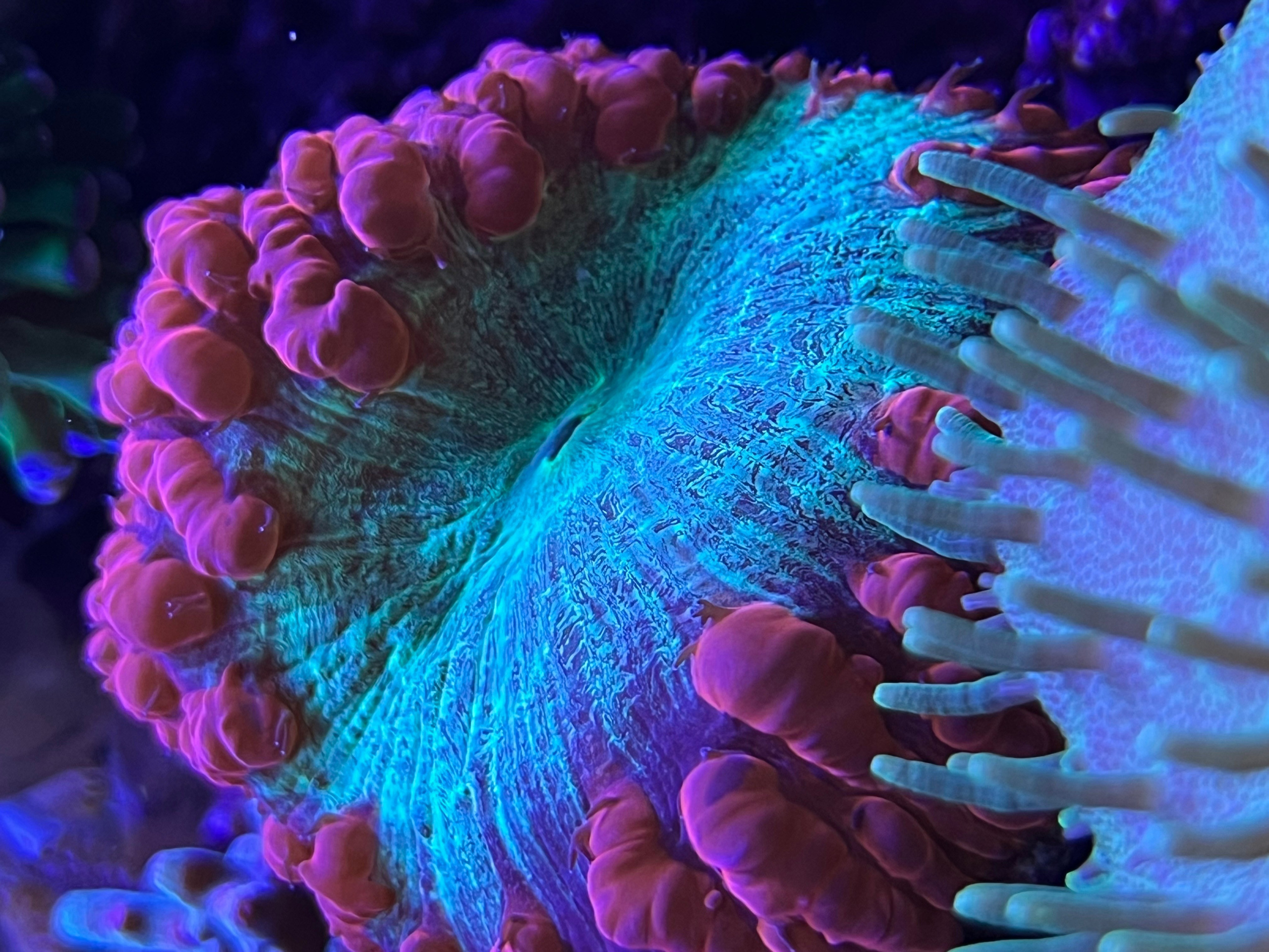 Простой LPS коралл. Бластомусса Уэллса. Home