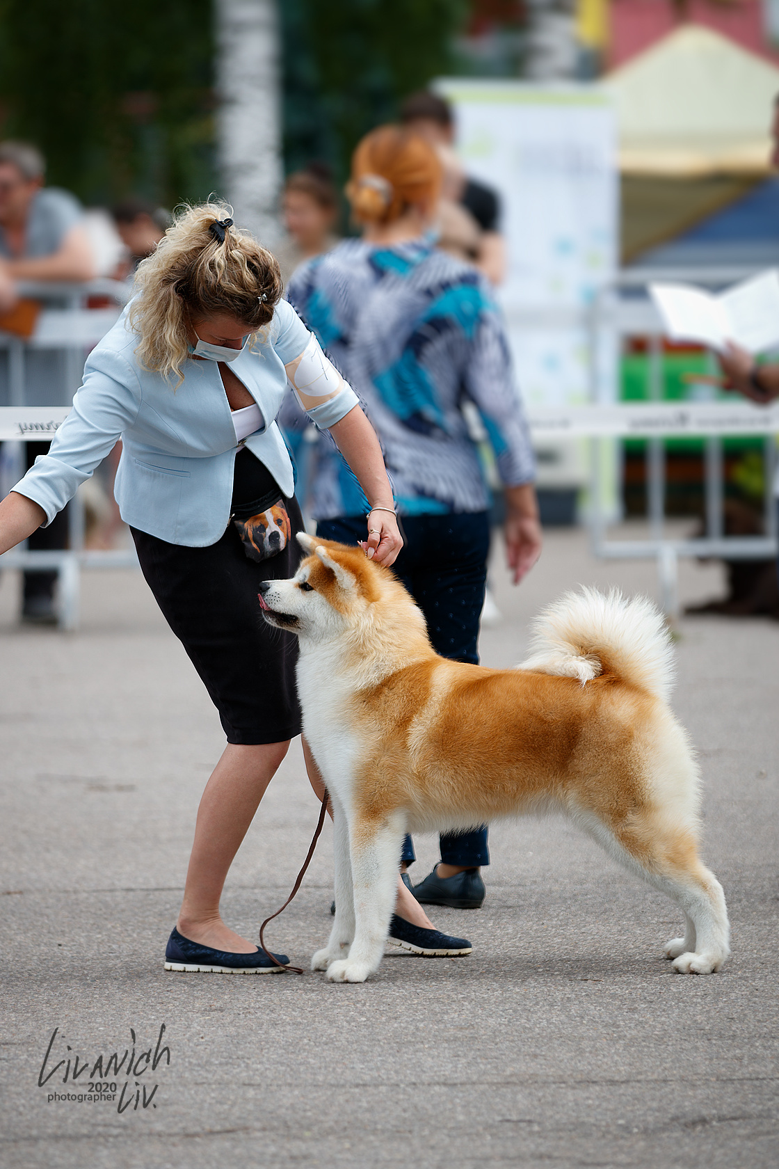 FEMALES. SHIOMARU Shiba and Akita Inu Kennel