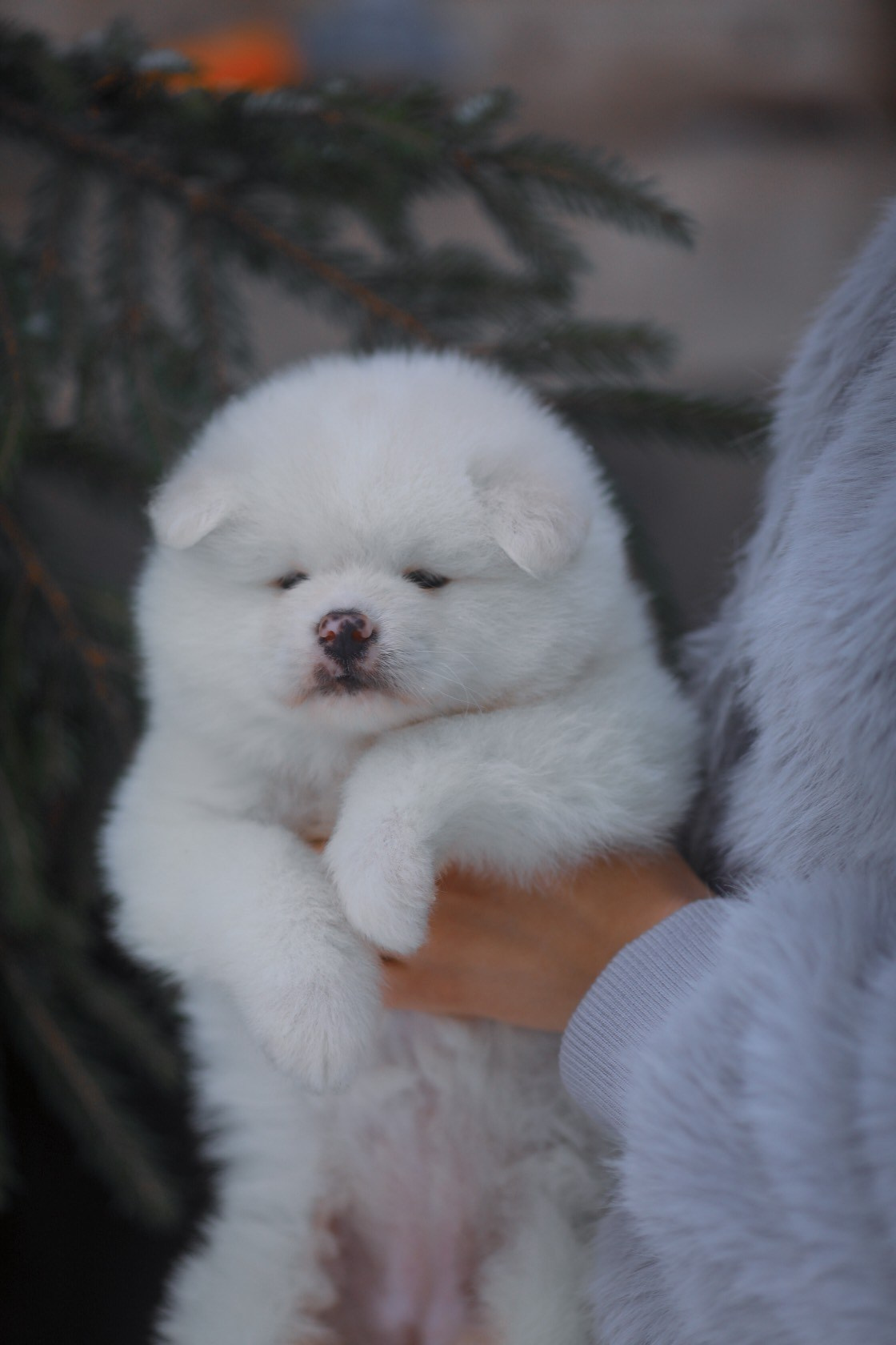 белая Акита питомник 