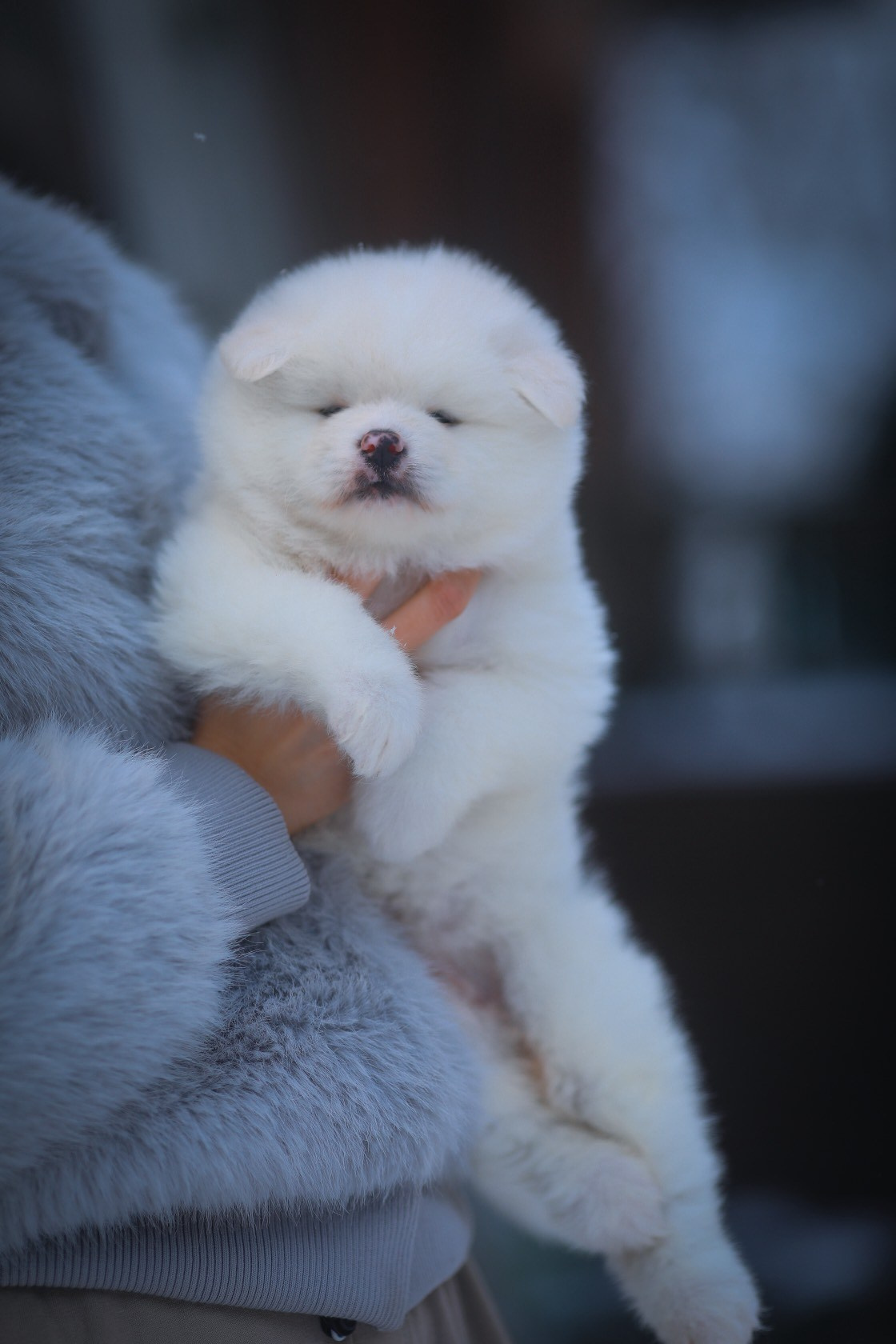 купить белую акиту