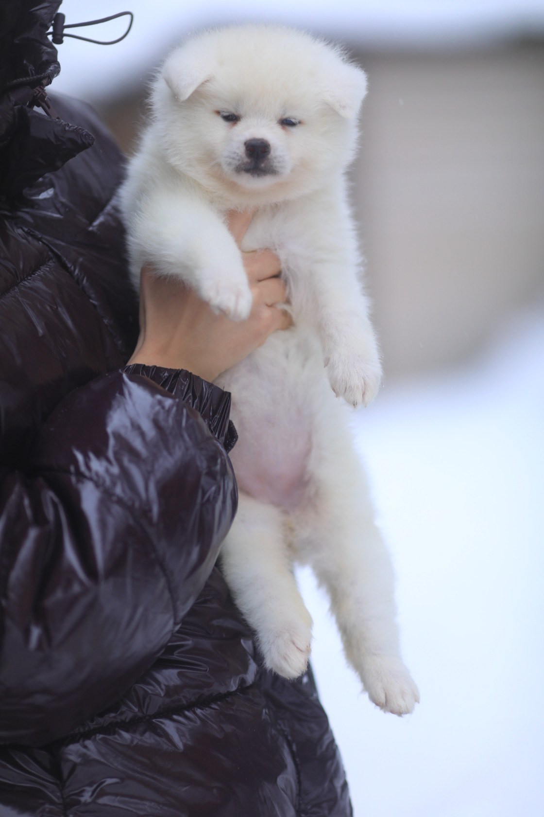 Белые щенки Акита. Питомник Акита-Ину