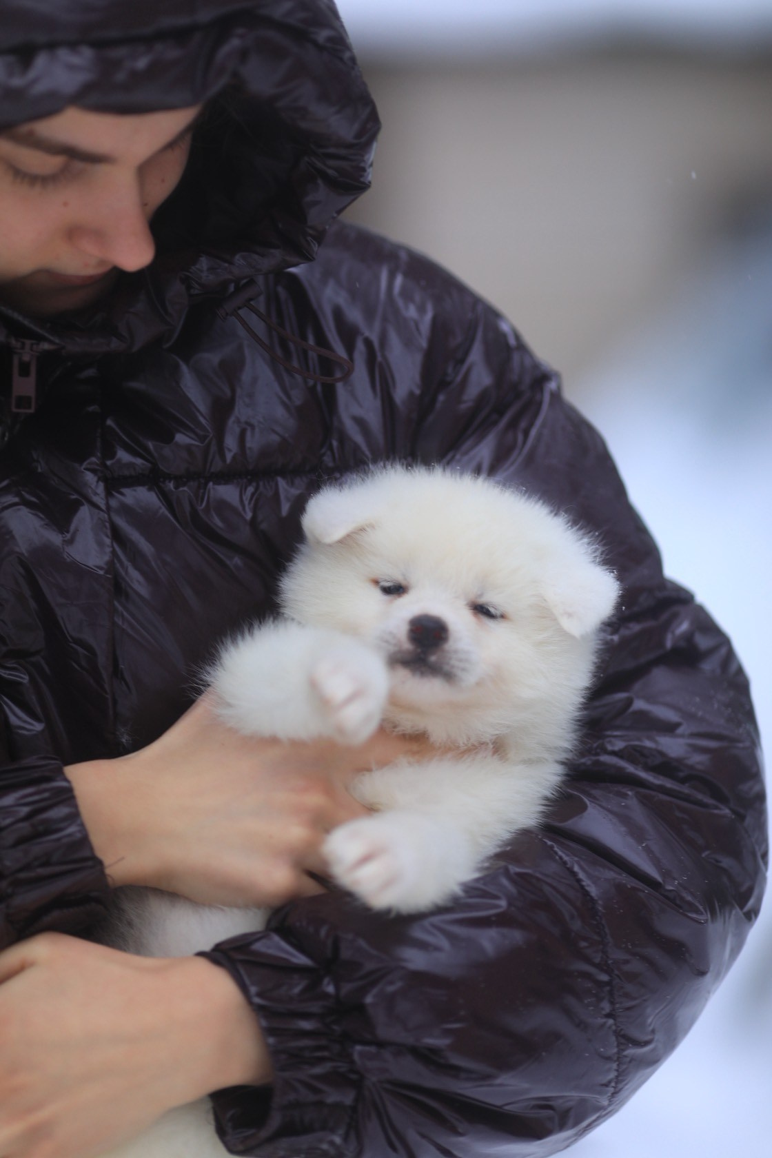 Белые щенки Акита. Питомник Акита-Ину