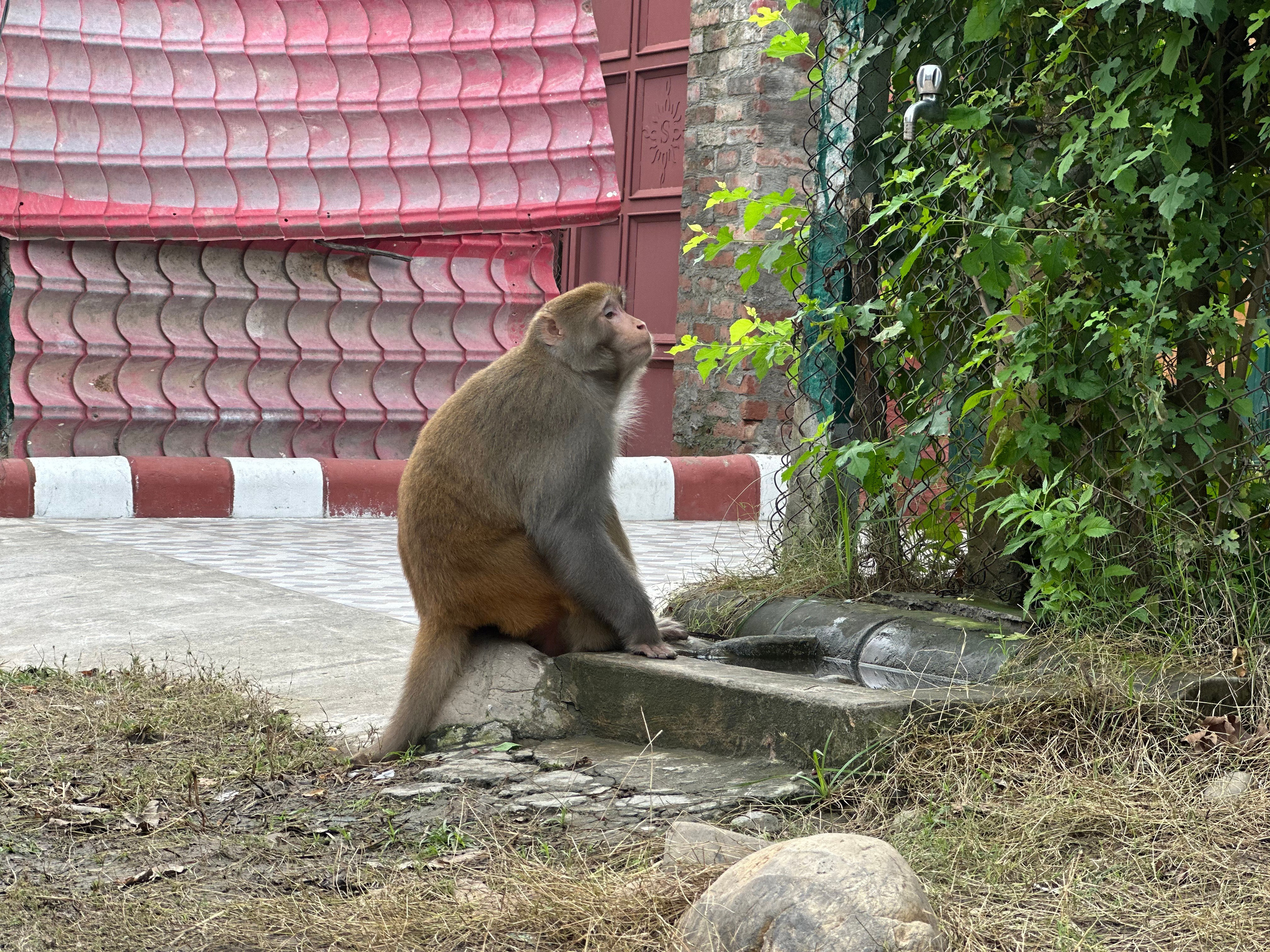 Номинанты 2025: Первопрохождение на пик Iris в долине Мияр в Индийских Гималаях маршрут «Карма». Премия Стальной Ангел