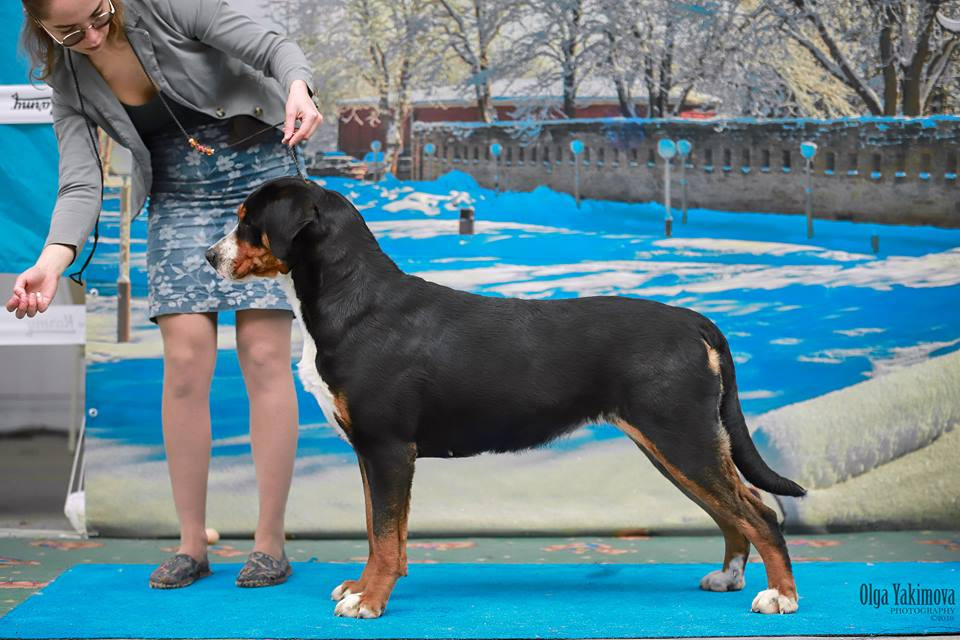 Победы на выставках собак питомника Санбёдс. Питомник Больших Швейцарских Зенненхундов в Калужской области