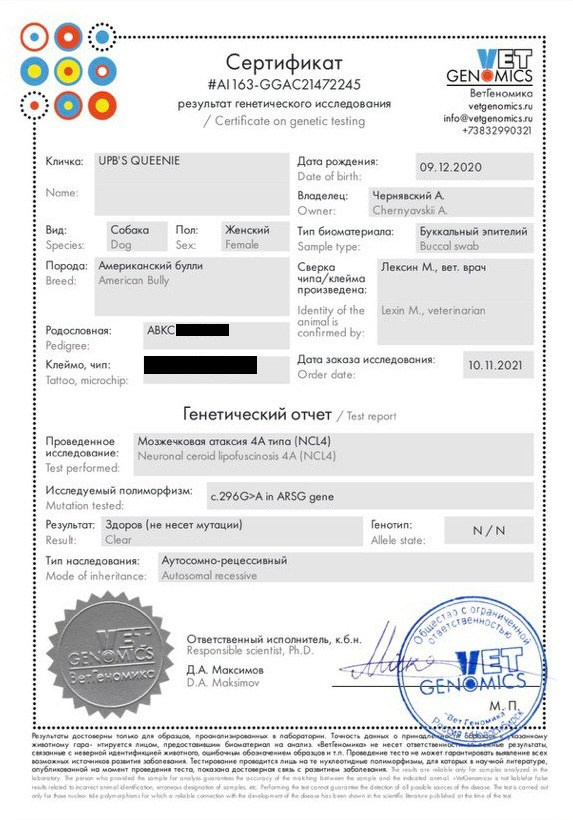 Квини. Американские булли XL в г. Калининград. Питомник Great Bully UNIVERSE