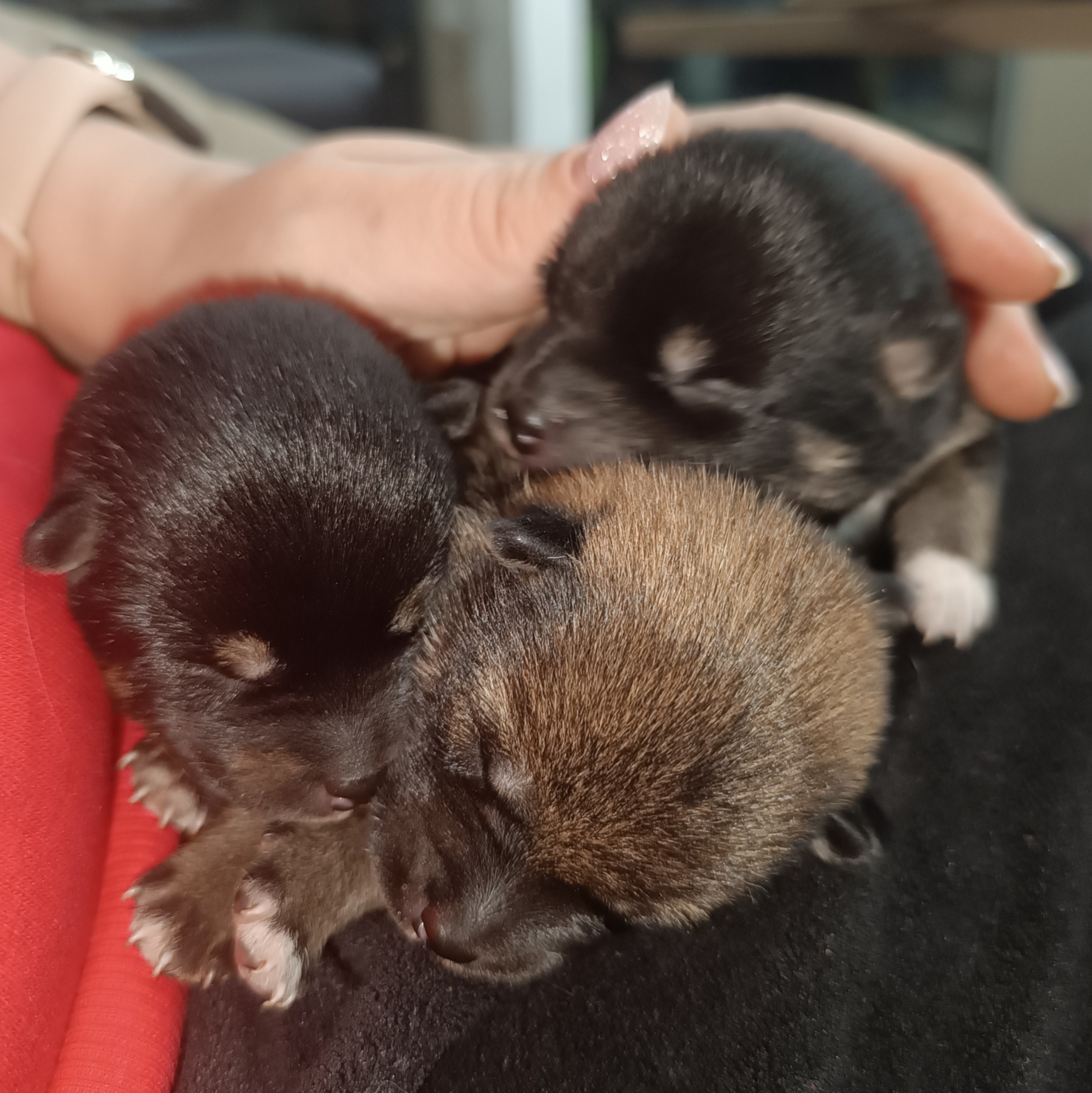 Питомник сиба Санкт-Петербург щенки сиба питомник Рубилайт Rubylight купить щенка