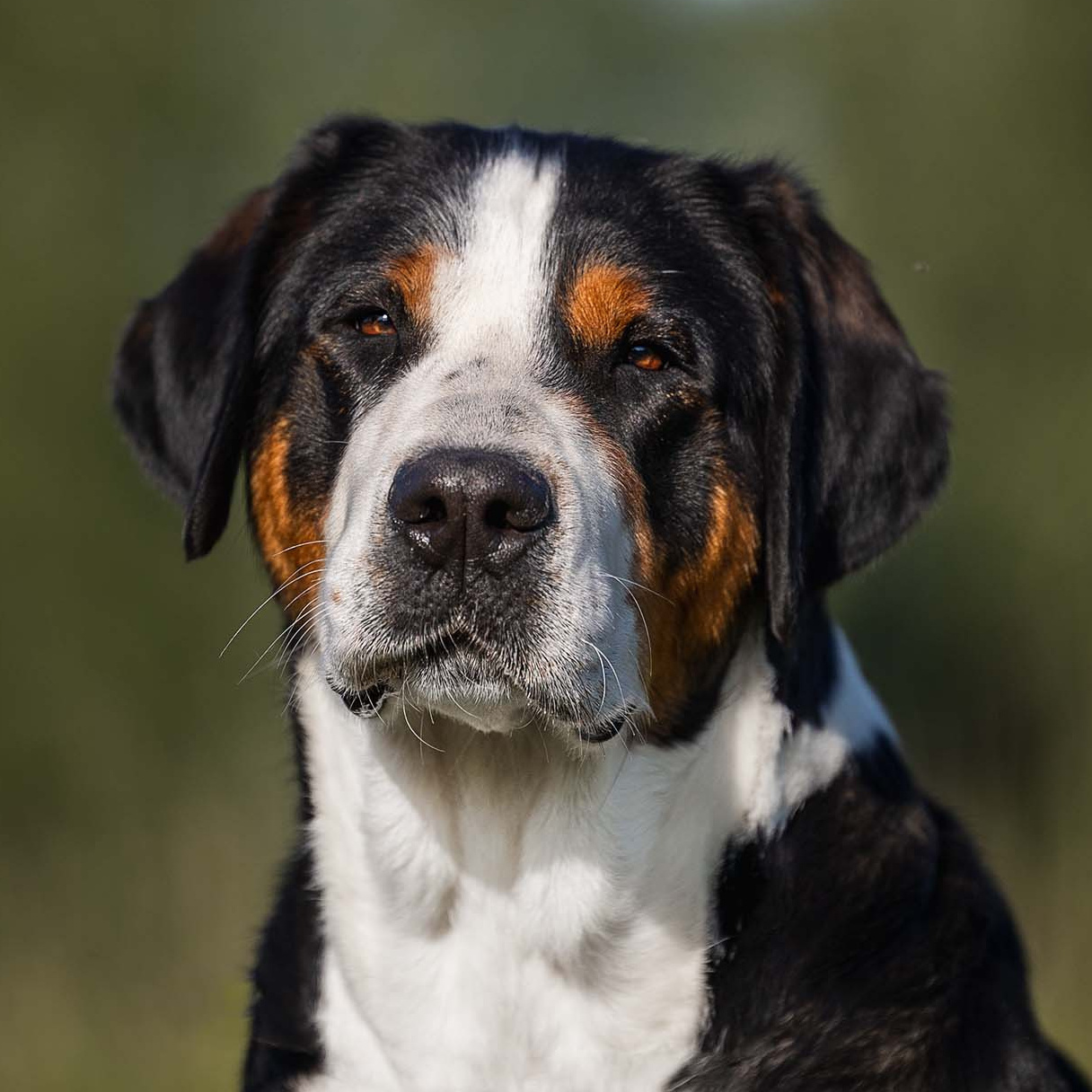 Большой Швейцарский Зенненхунд Бриошь с Крестового Похода. Питомник Больших Швейцарских Зенненхундов в Калужской области