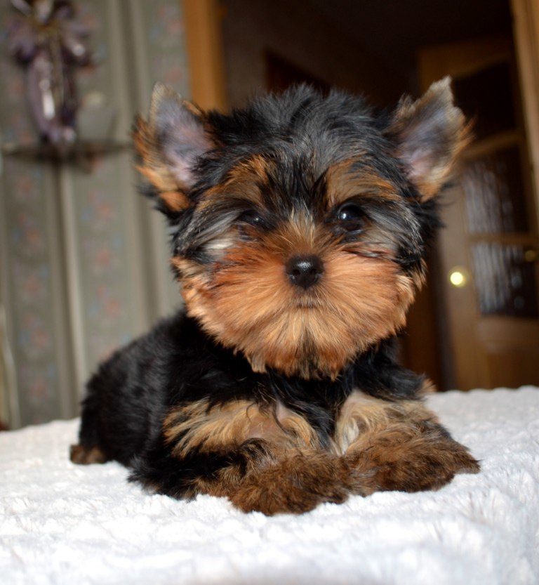 2016 г Результаты выставок. Питомник Йоркширских терьеров Дэнстайл в Санкт-Петербурге заводчик Тих