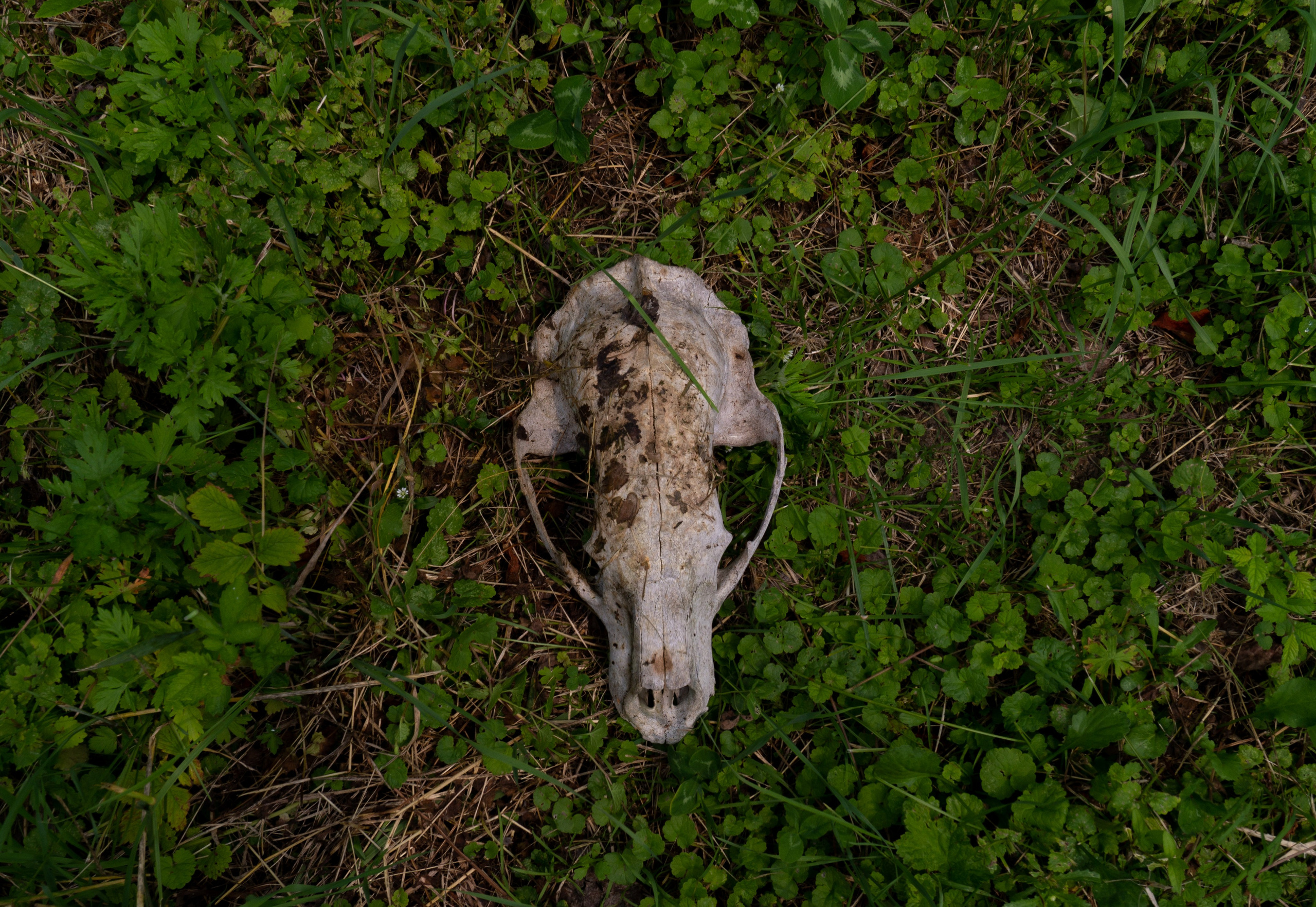 Удэгейша. Колентеева Наталья/фотограф