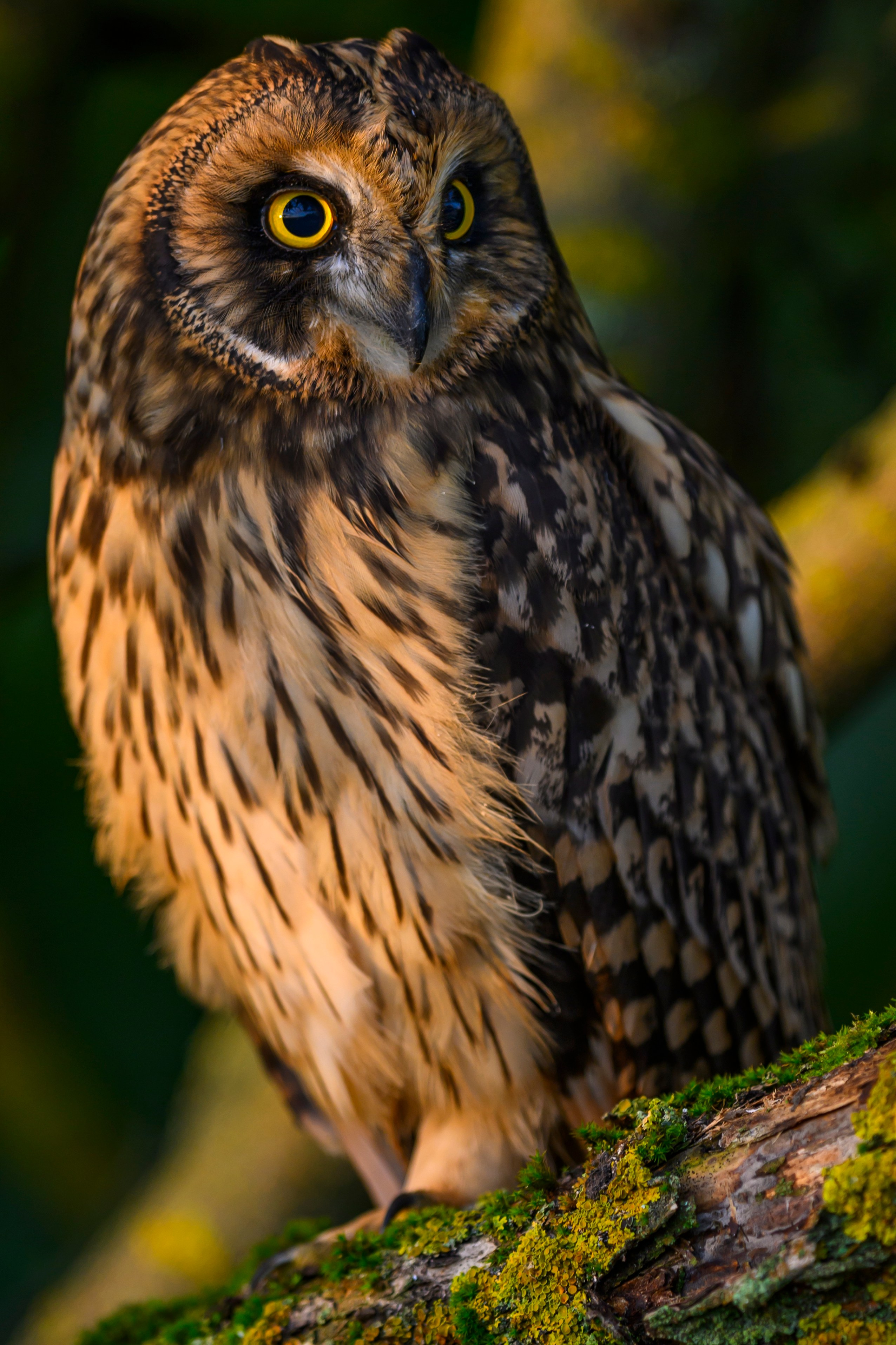 Совята-чертята. Owlets-imps. Фотограф Сергей Пупонин