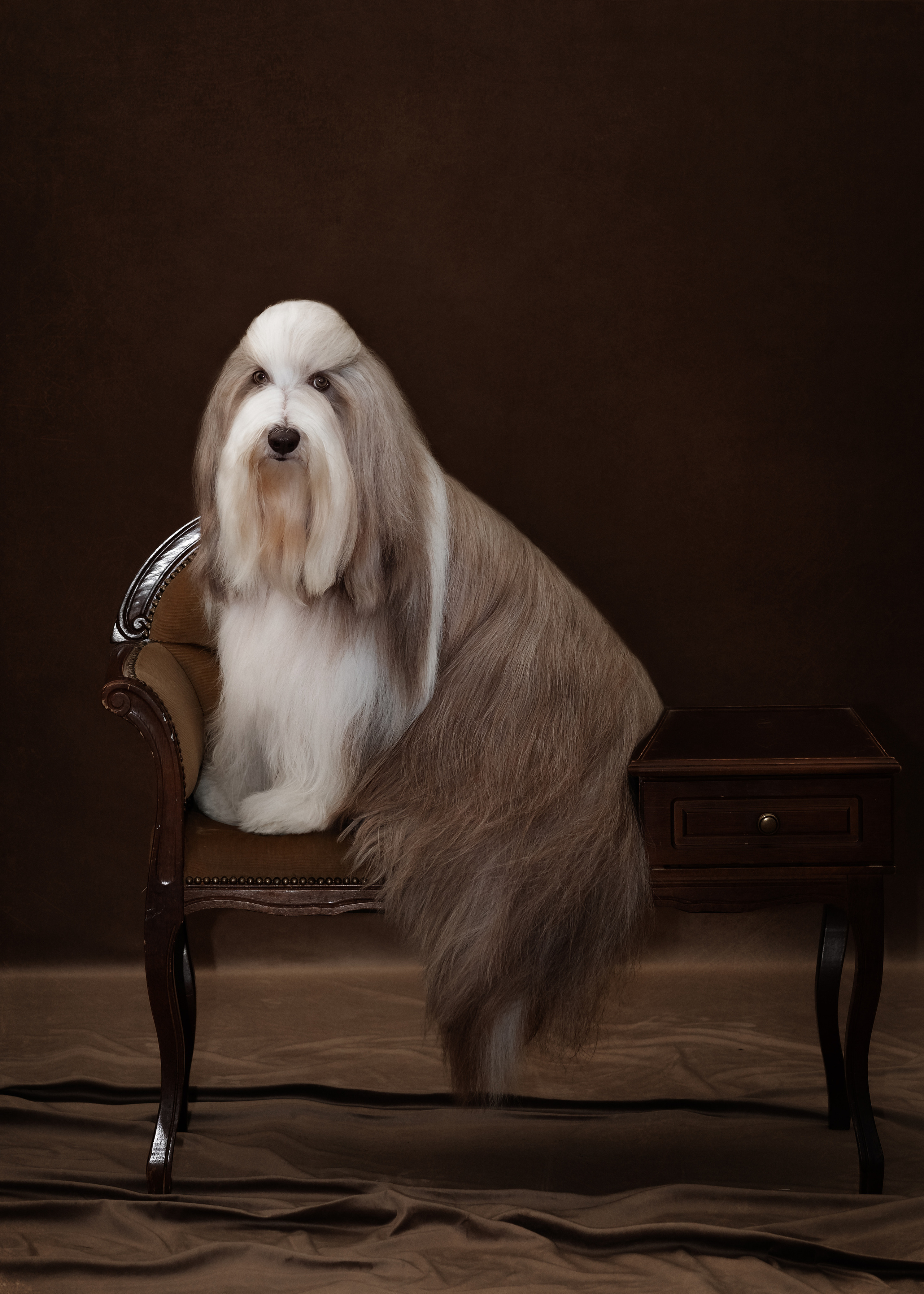 КОНСУЛЬТАЦИЯ ПО ПОДГОТОВКЕ ЖИВОТНЫХ К ФОТОСЕССИИ