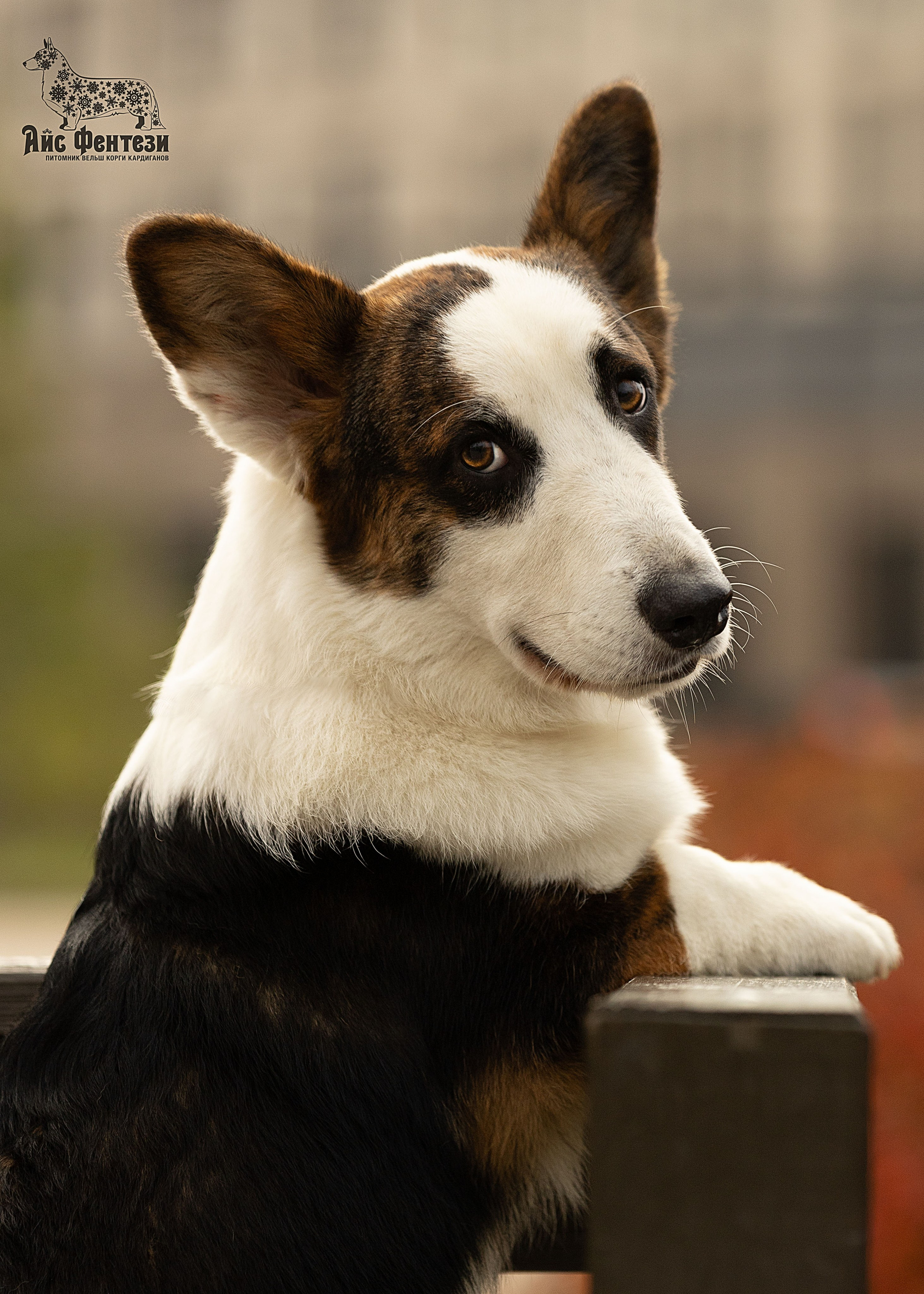 Купить щенка вельш корги кардиган из питомника Ice Fantasy. Ice Fantasy kennel: professional breeding of Siberian huskies and wels