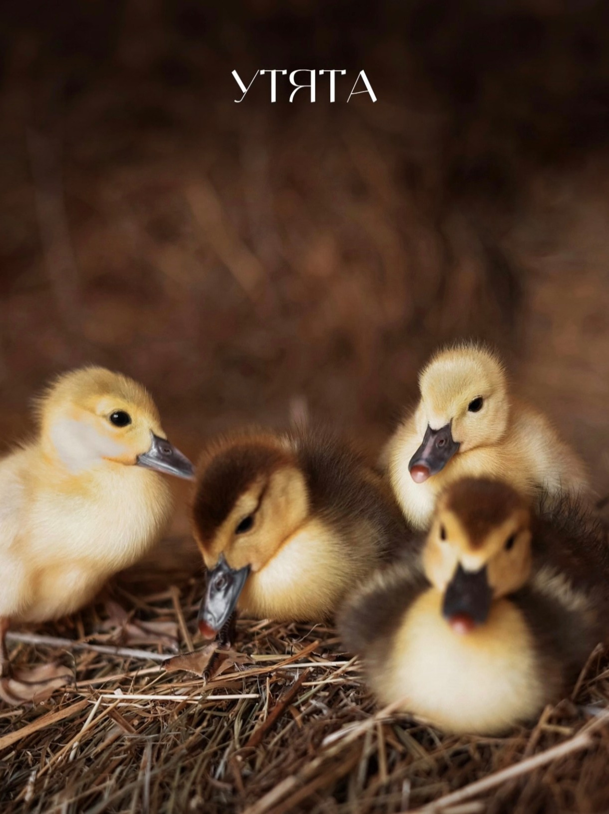 Пасхальные фотосессии 2025. Фотограф в Санкт-Петербурге, Анна Скворцова