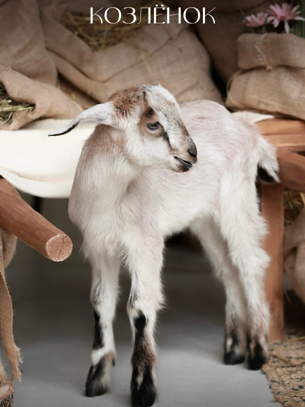 Пасхальные фотосессии 2025. Фотограф в Санкт-Петербурге, Анна Скворцова