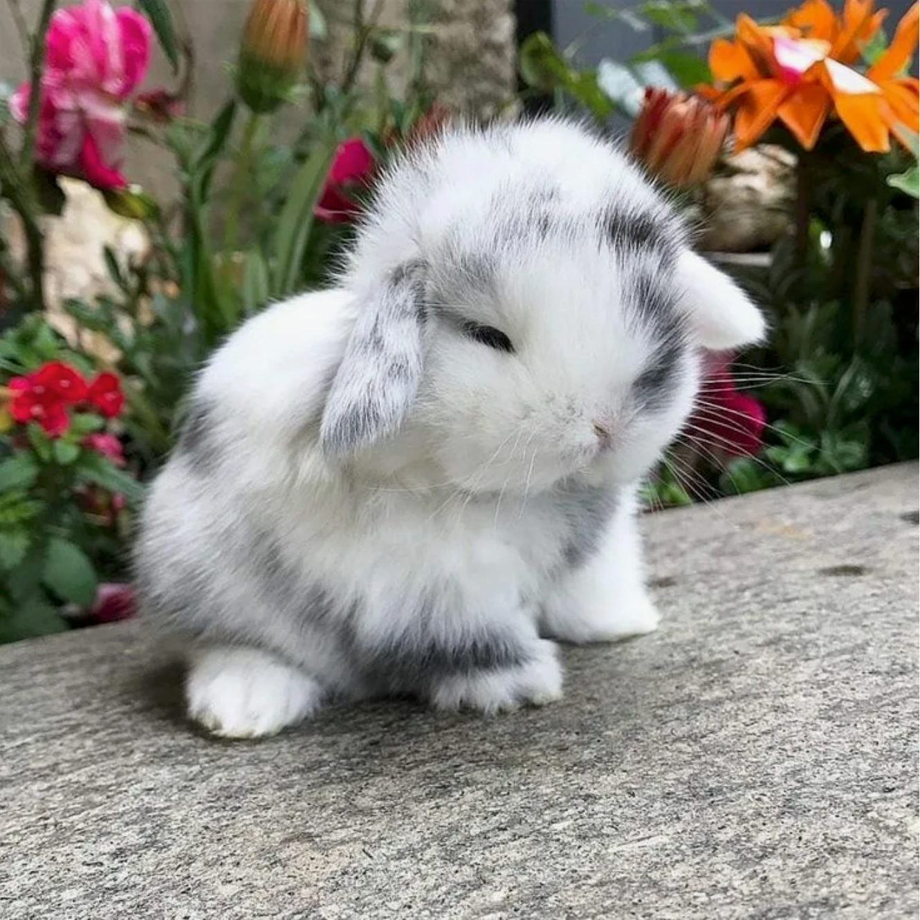 Мой Любимый Кролик