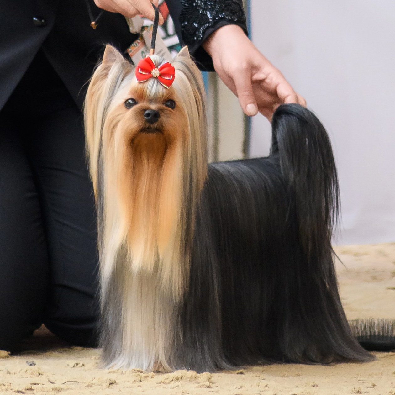 Йоркширские терьеры питомника Воле'Т Шоу Vole'T Shou. Йоркширский терьер — питомник йоркширских терьеров Vole'T Shou