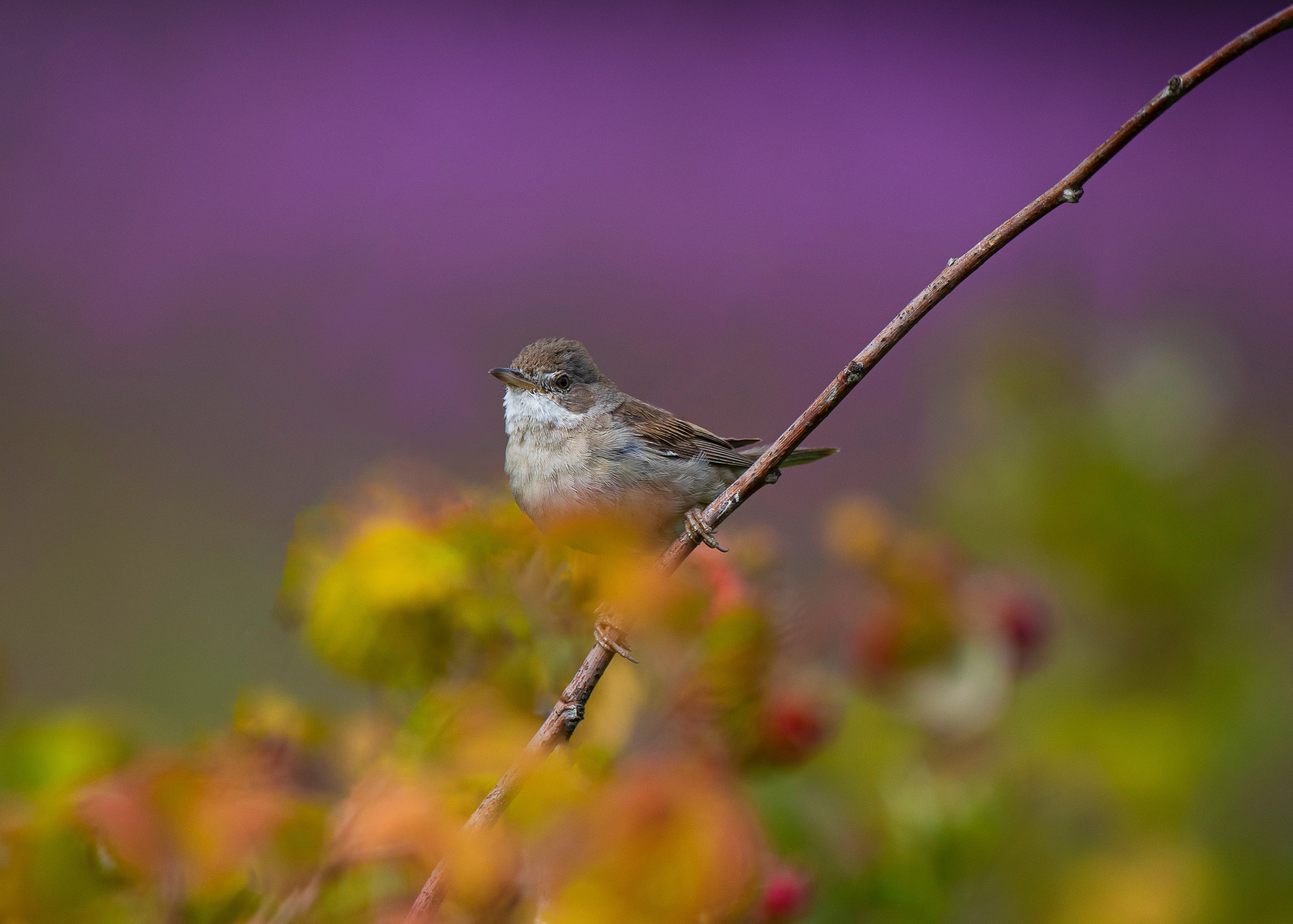Фотоохота. Фотографии Лены Соколовой