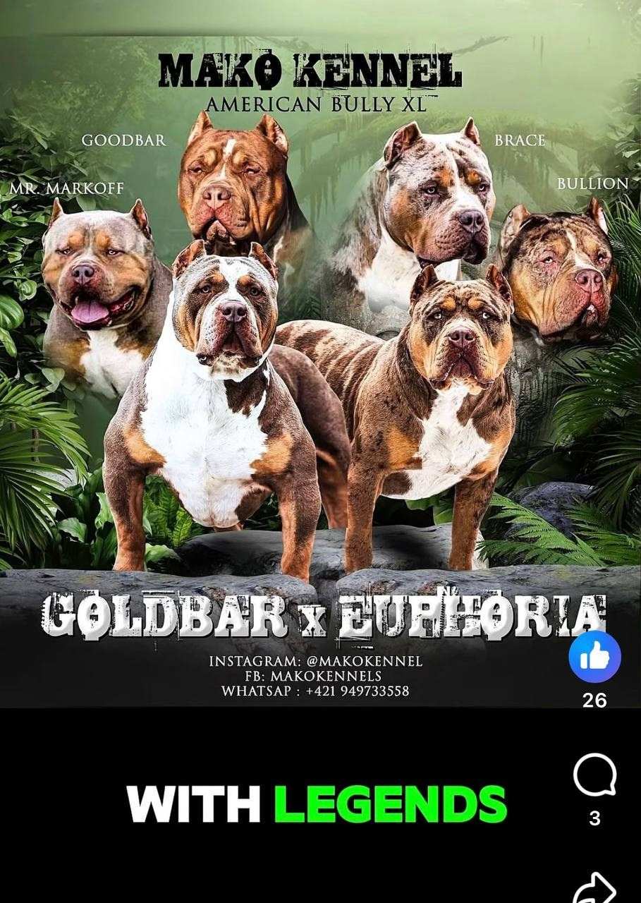 Mako’s GRANDBAR. Американские булли XL в г. Калининград. Питомник Great Bully UNIVERSE
