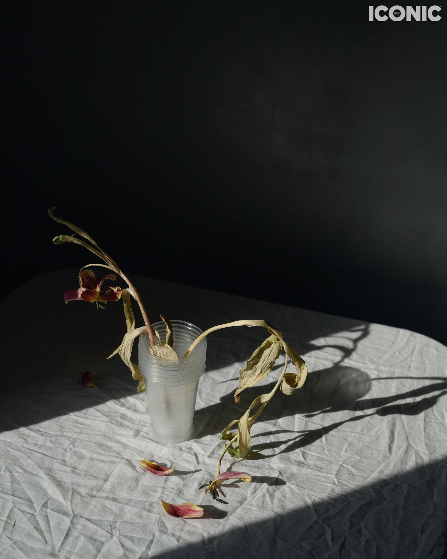 Щедрый Iconic. Фотограф Елена Хазина, Рязань