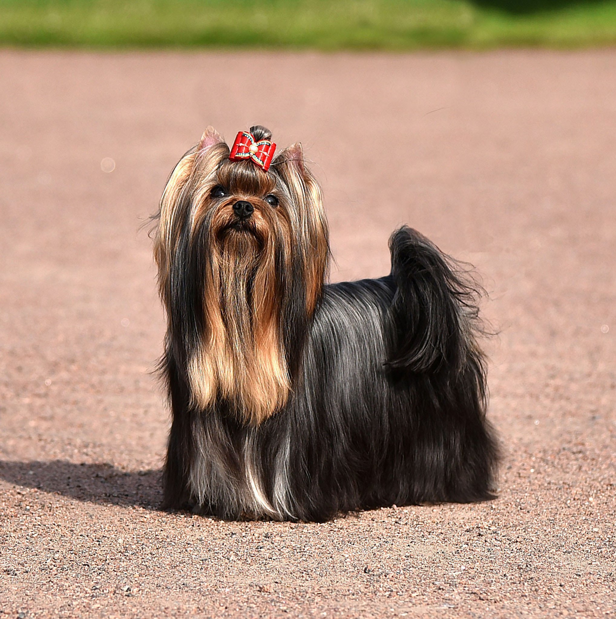2015 г Результаты выставок. Питомник Йоркширских терьеров Дэнстайл в Санкт-Петербурге заводчик Тих