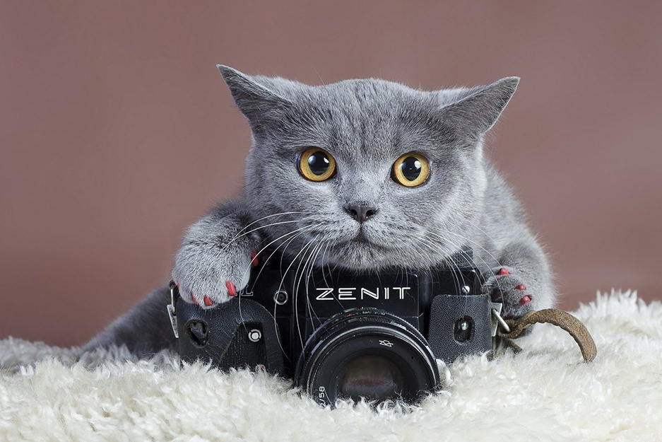 Свадебные Видео. Алексей Рудович Видеооператор в Москве