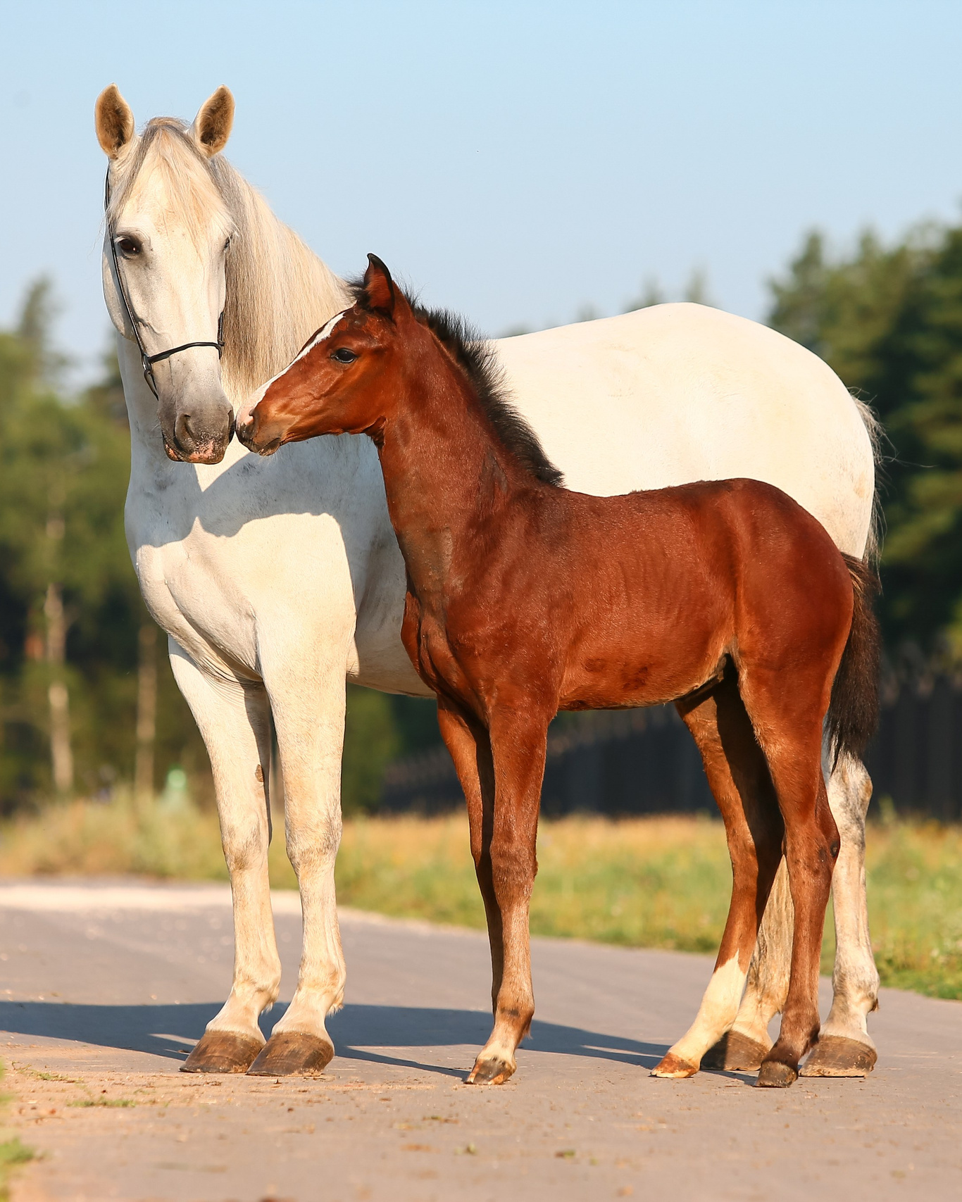 Услуги. KatymartArt — Equine photography